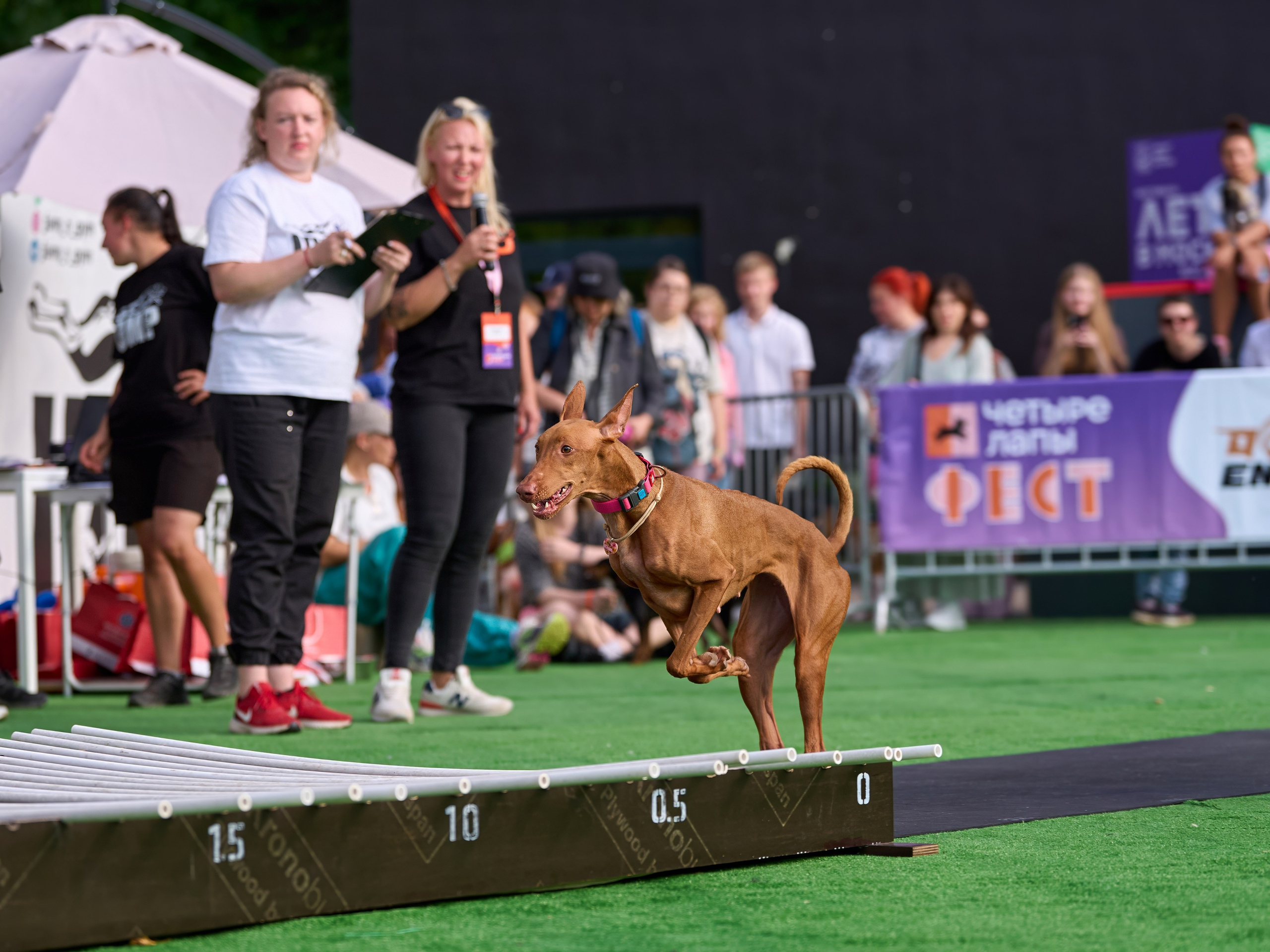 4 лапы Фест. Многоборье. Фотограф-анималист Михаил Манухин