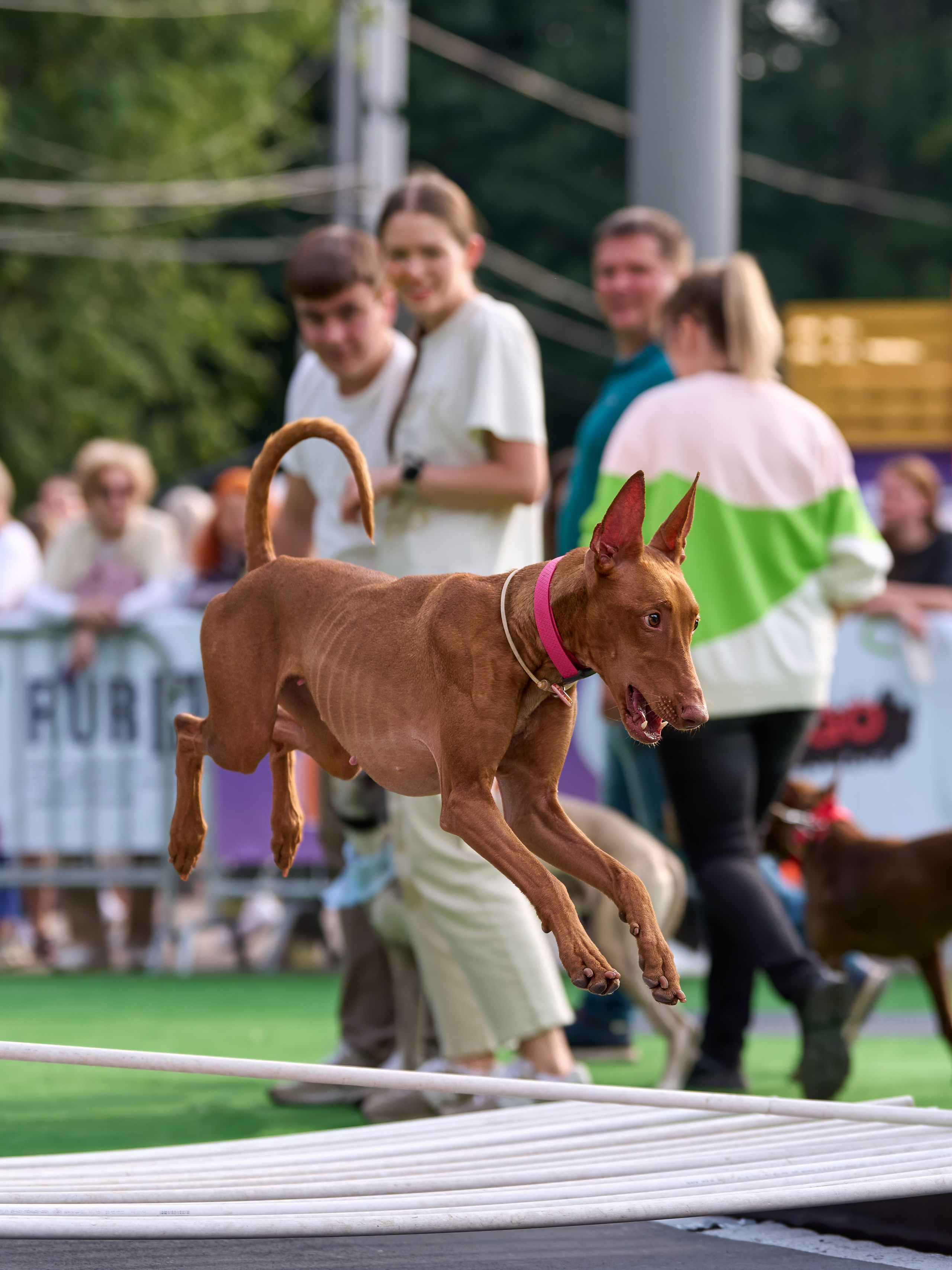 4 лапы Фест. Многоборье. Фотограф-анималист Михаил Манухин