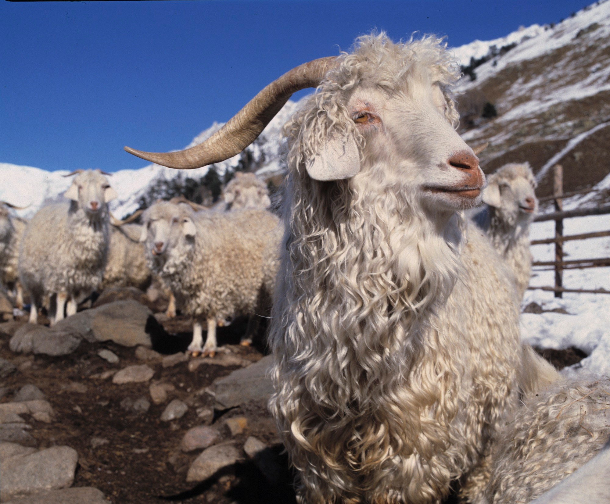 Кавказ. ВАДИМ ГИППЕНРЕЙТЕР — ВЕЛИКИЙ ФОТОГРАФ ЗЕМЛИ РУССКОЙ