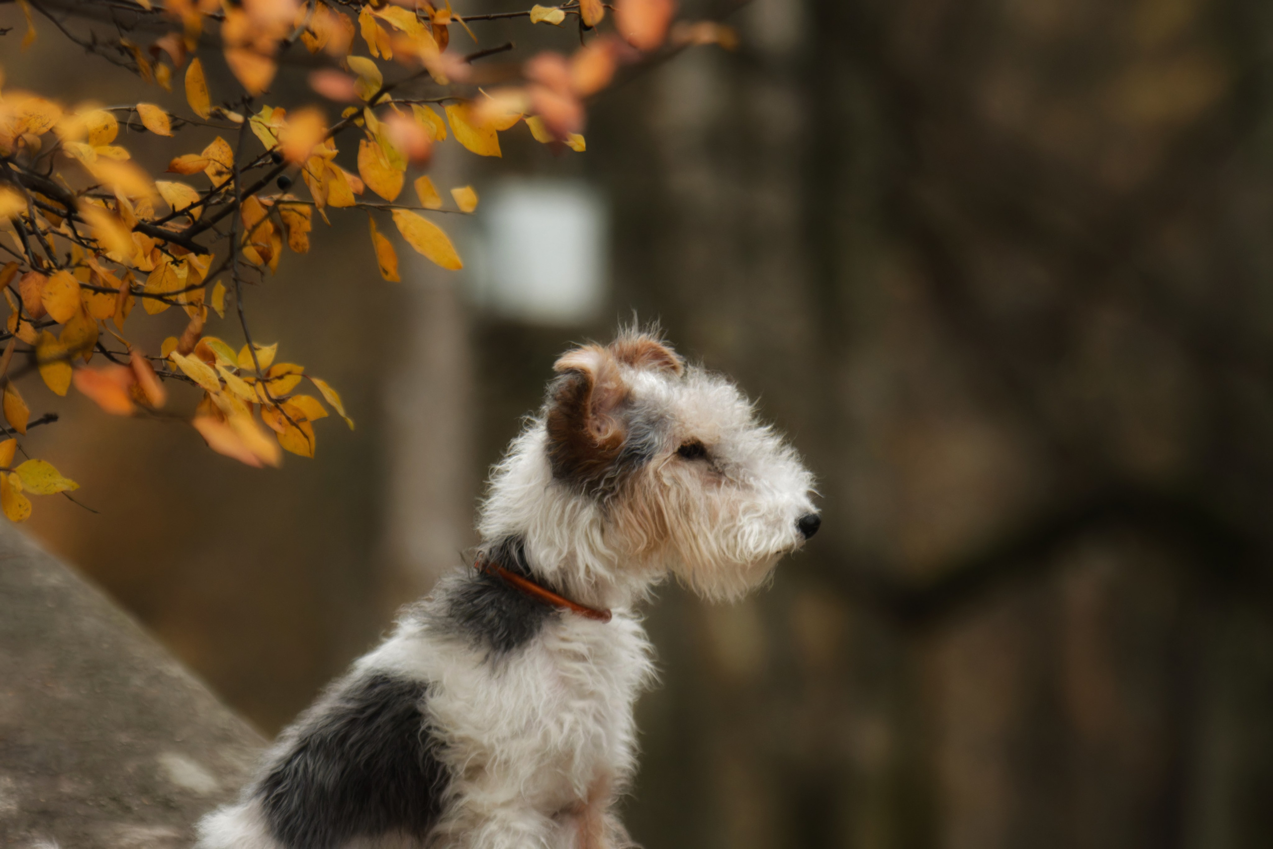 Собаки. Фотограф-анималист Юлия Зубкова