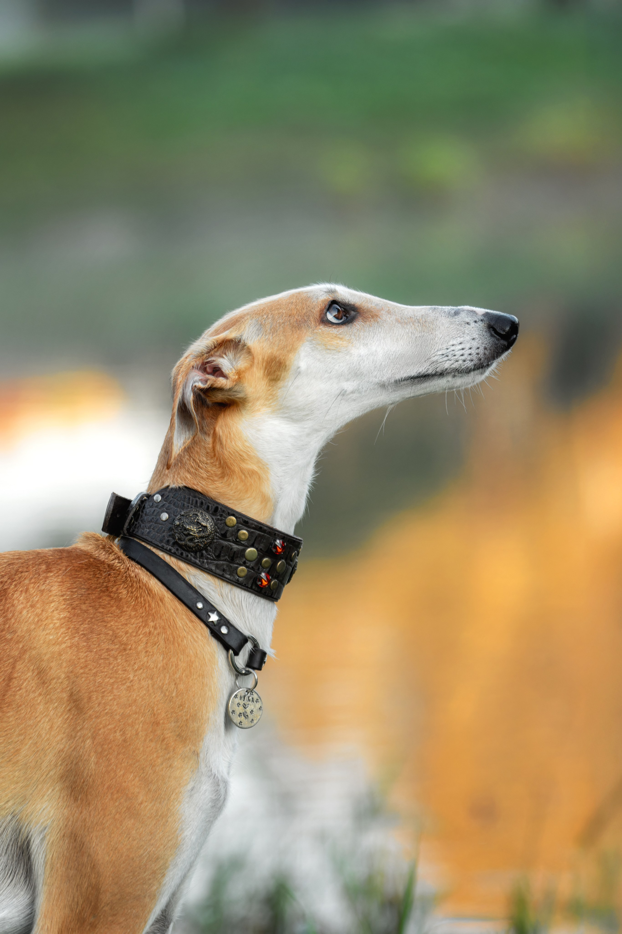 Осеннее утро с Мухой. Фотограф-анималист Юлия Зубкова