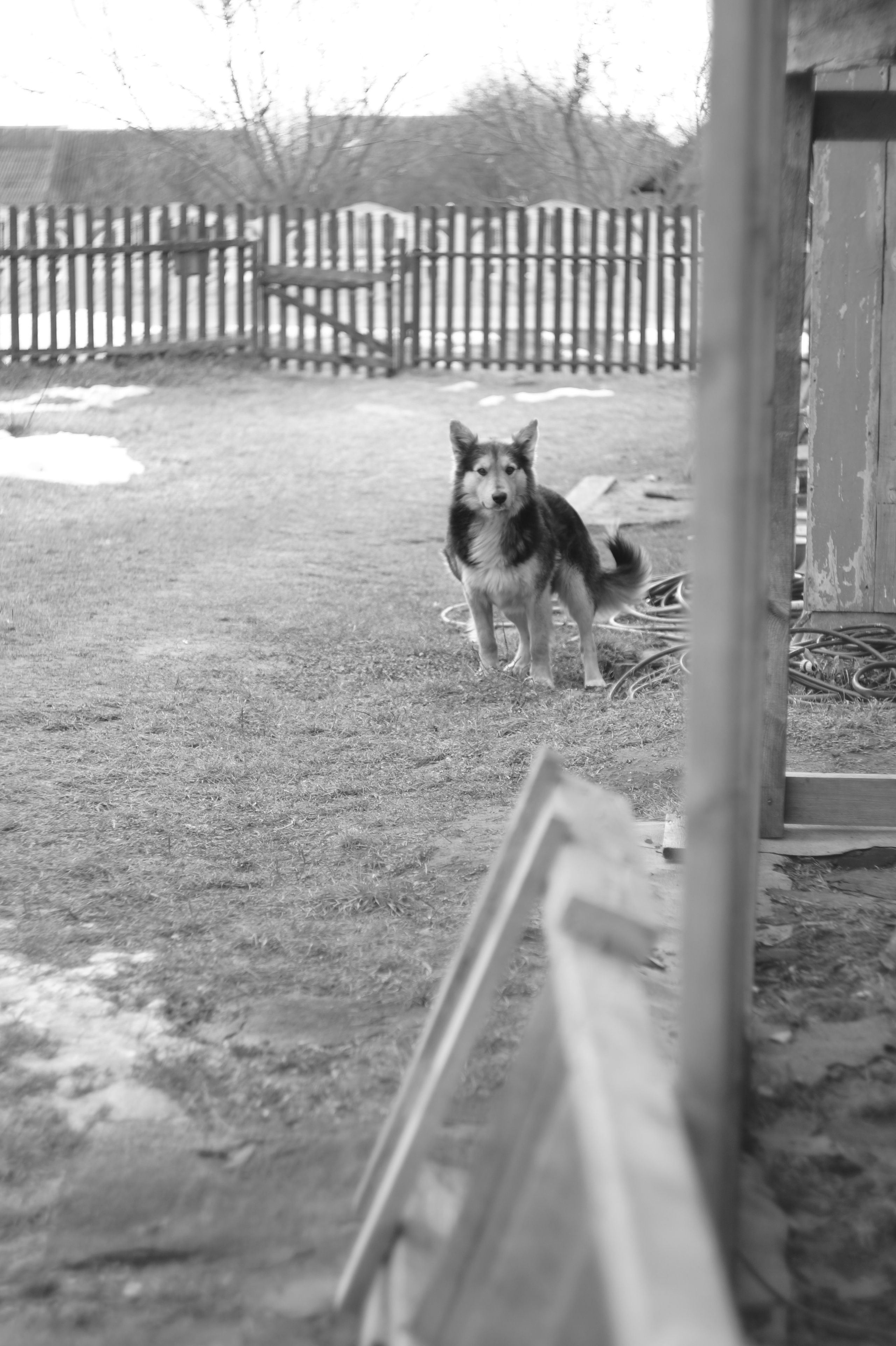 Dogs. Профессиональный фотограф