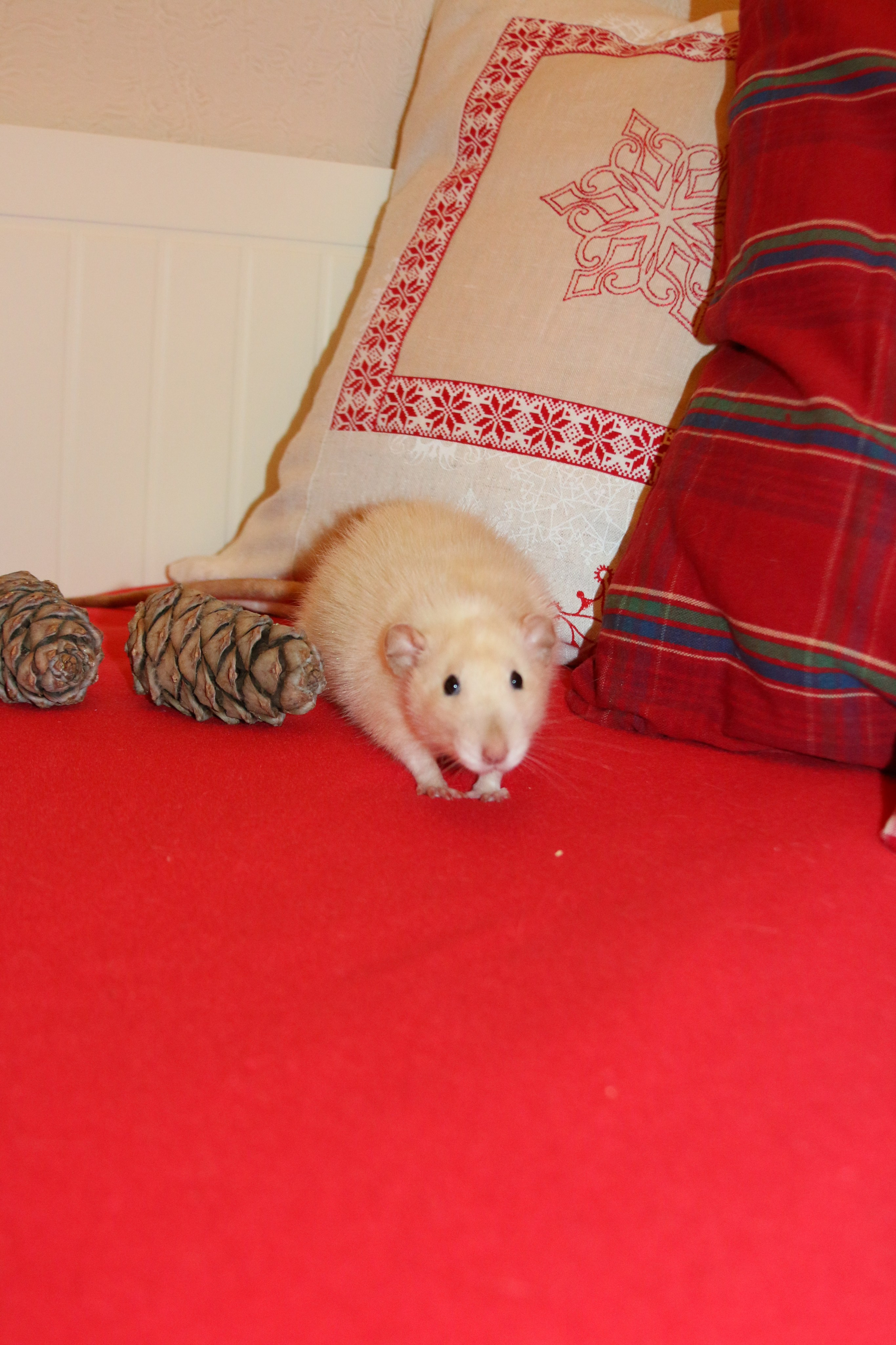 Съемка с питомцем