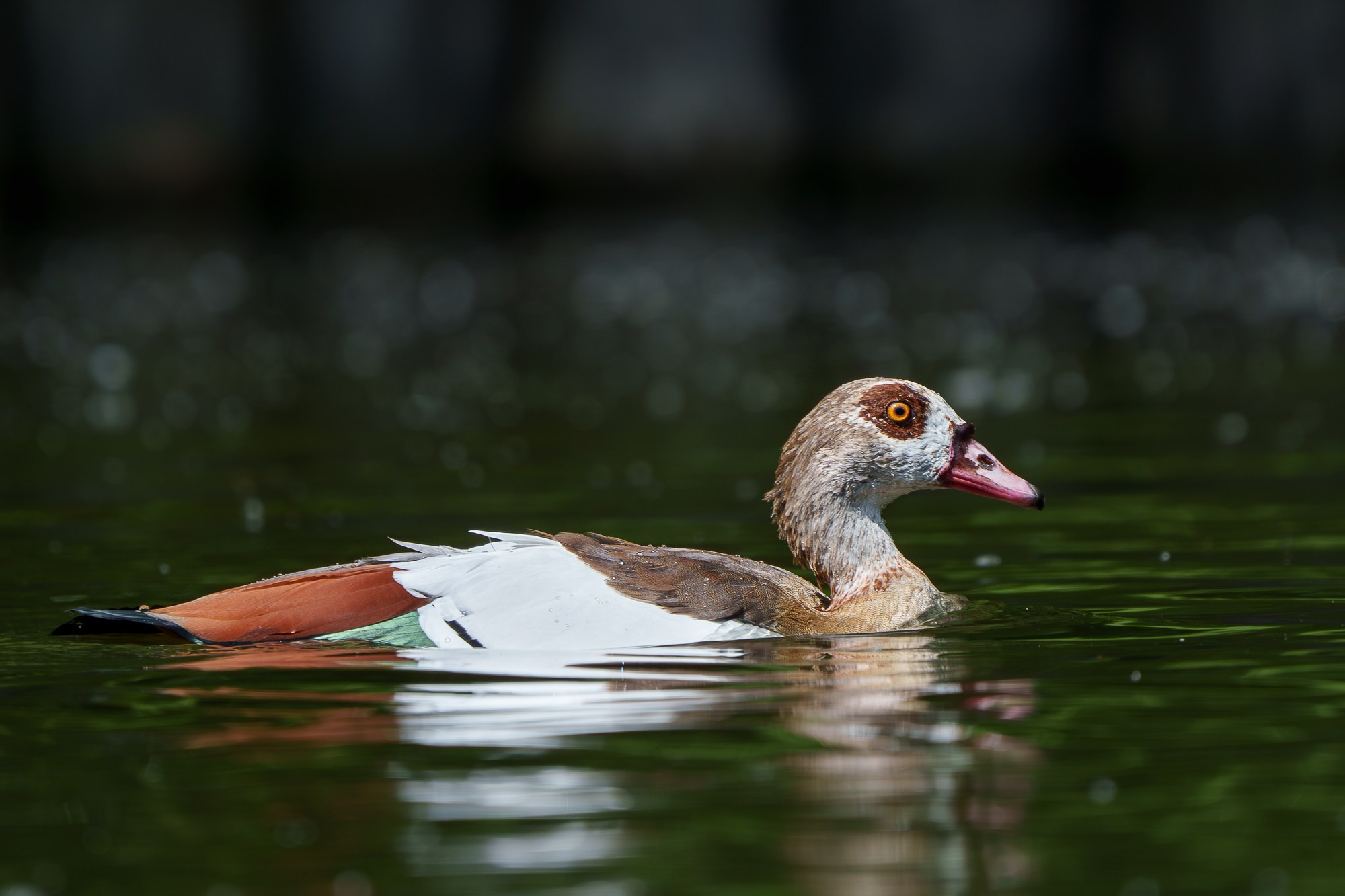 Удивительные мир птиц. Вокруг нас столько прекрасного — присмотритесь!. Ваш личный фотограф Марина Волкова