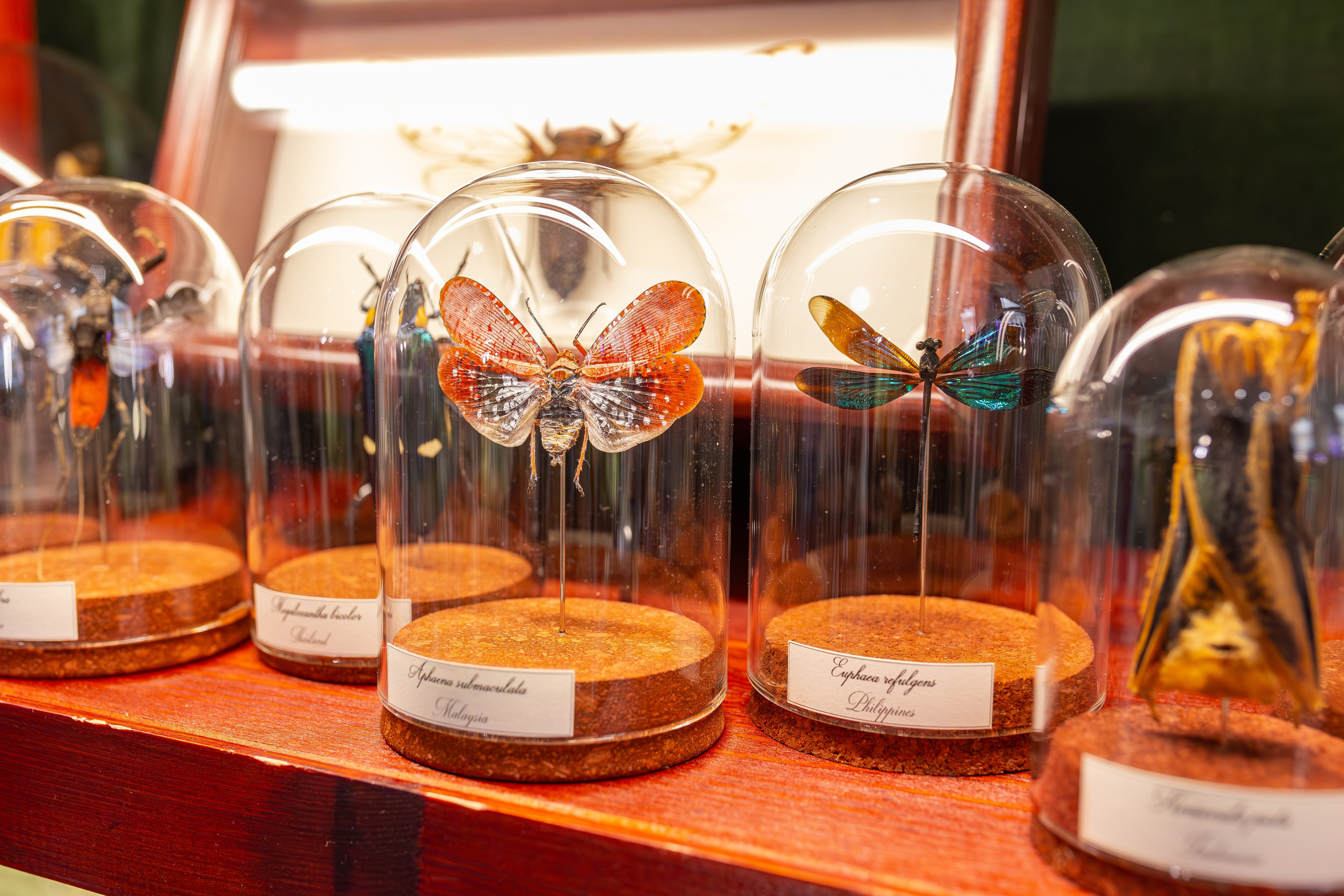 Монстериум 11–12 октября. Александра Куликова фотограф, Москва