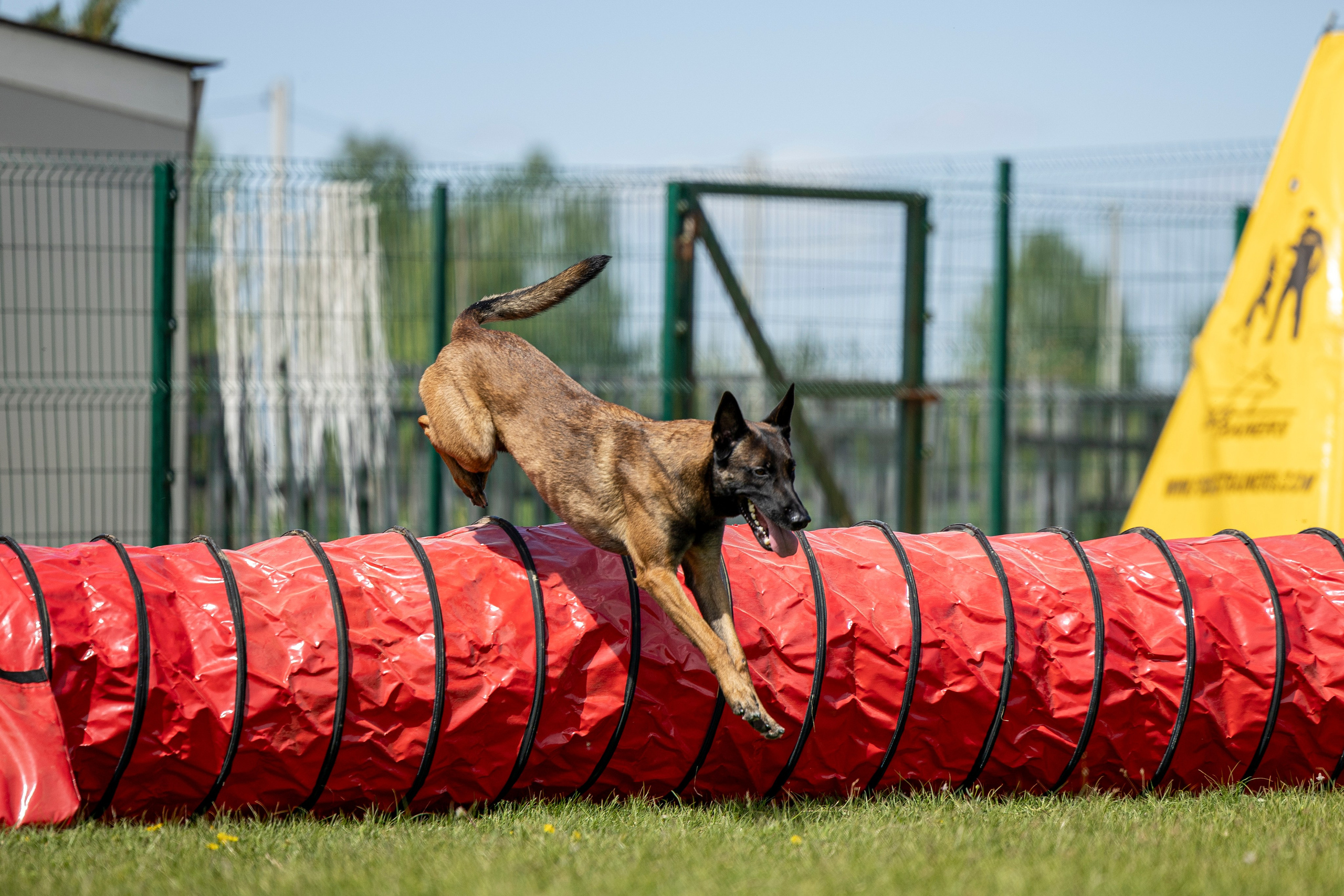 Испытания по мондьорингу в Нижнем Новгороде. Фотограф-анималист Анна Маринич