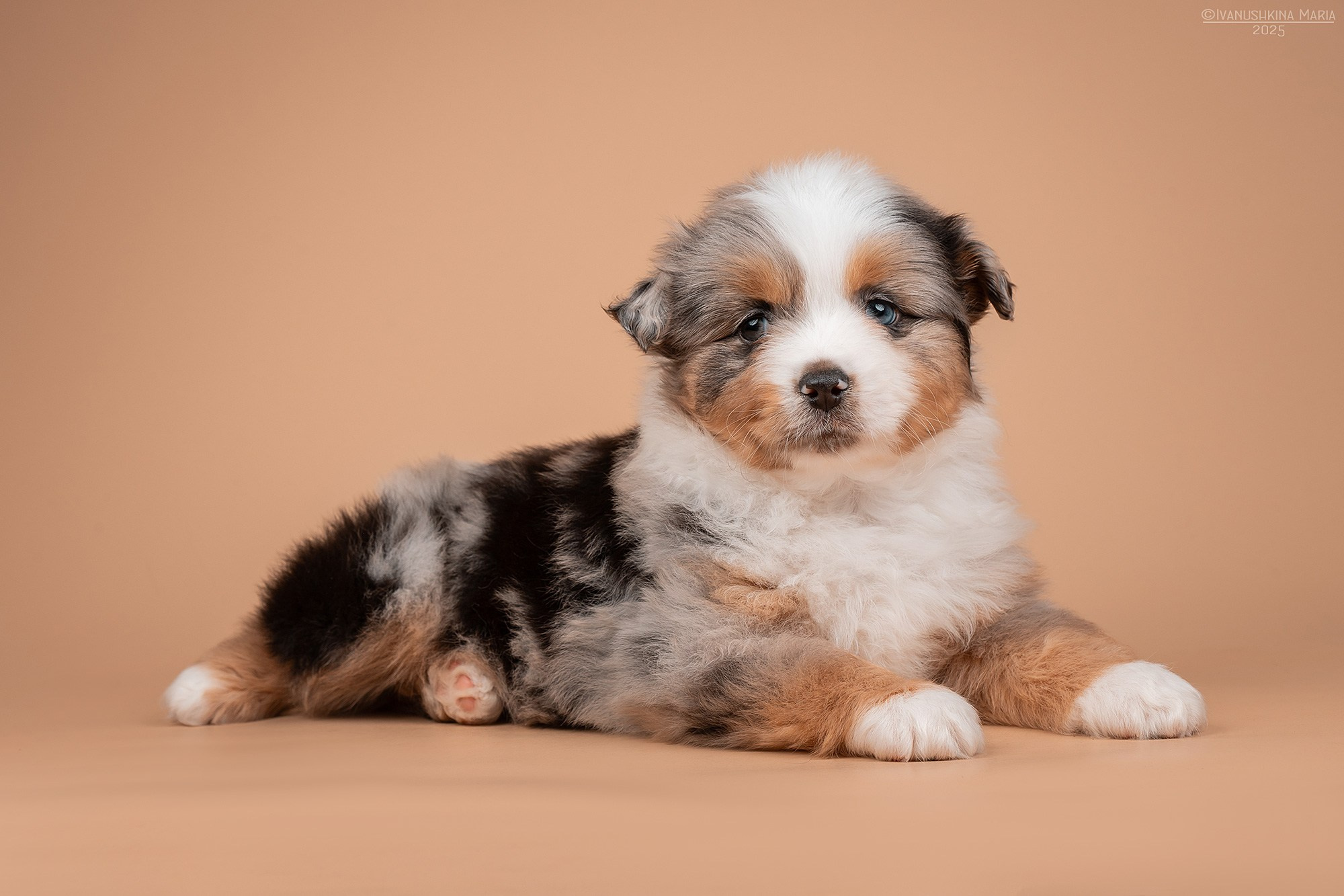 Фотосессия щенков на фонах. Фотограф собак в Москве и Московской области Иванушкина Мария