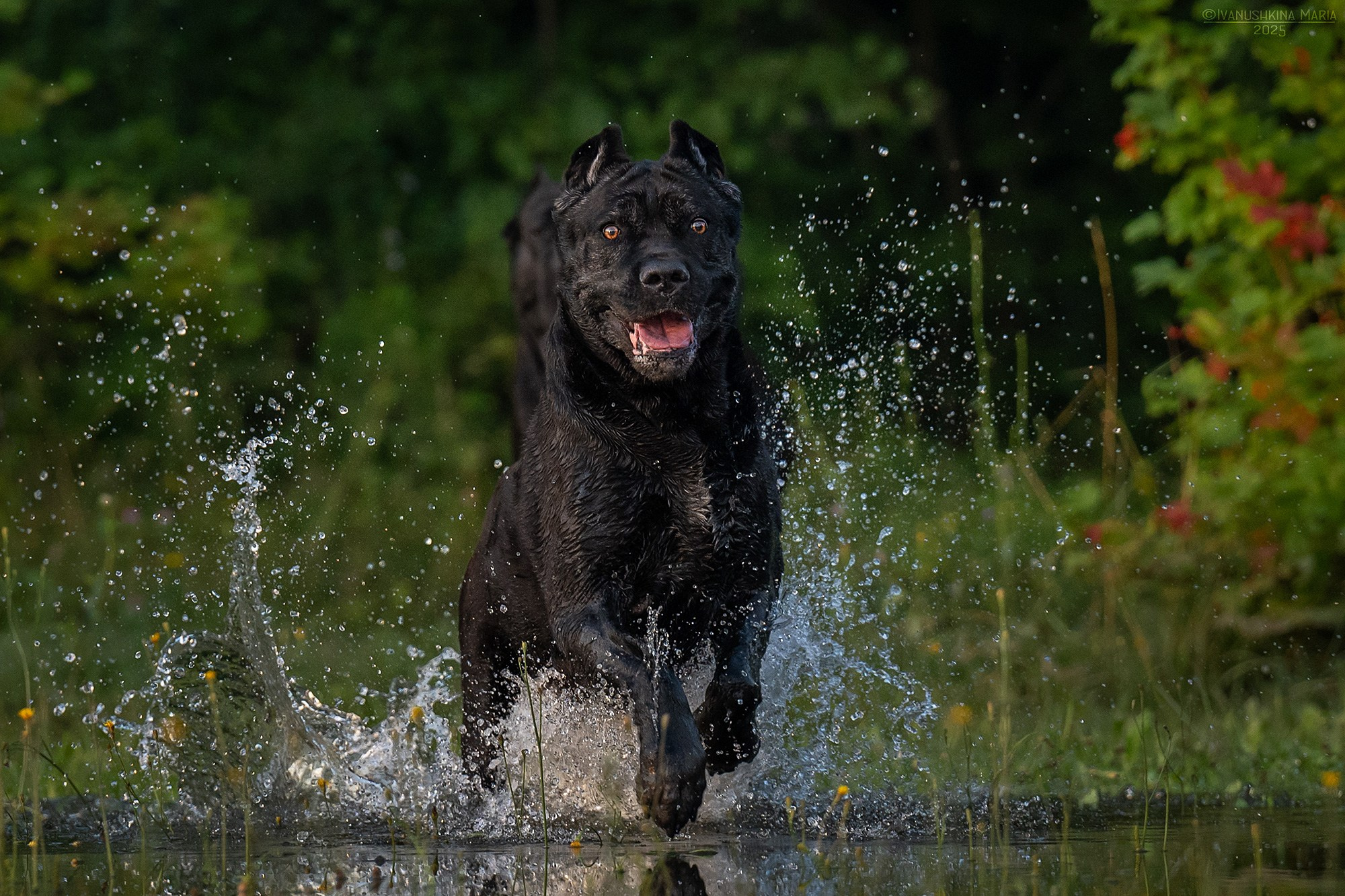 Фотограф-анималист. Фотограф собак в Москве и Московской области Иванушкина Мария