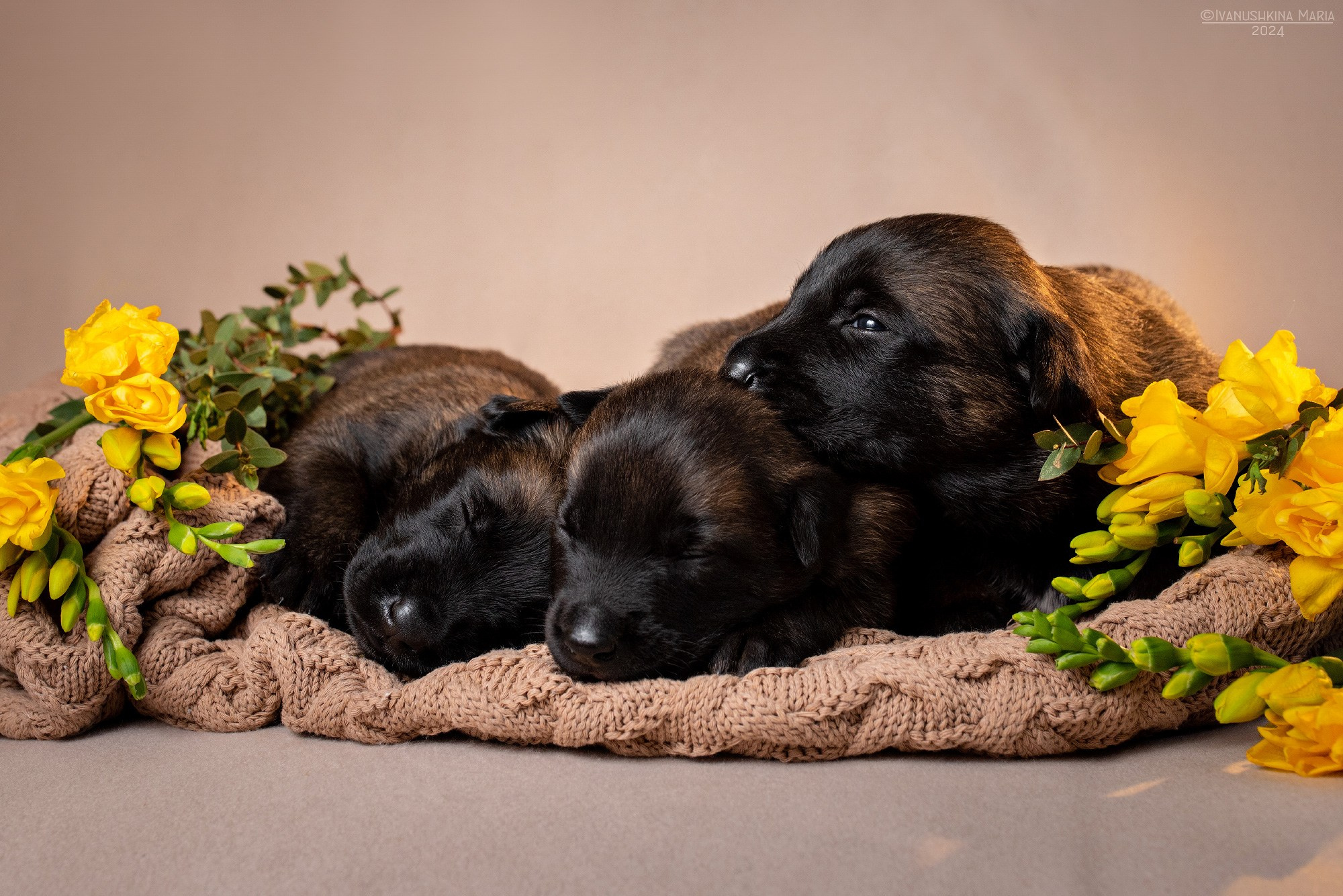 Ньюборн фотосессия щенков. Фотограф собак в Москве и Московской области Иванушкина Мария