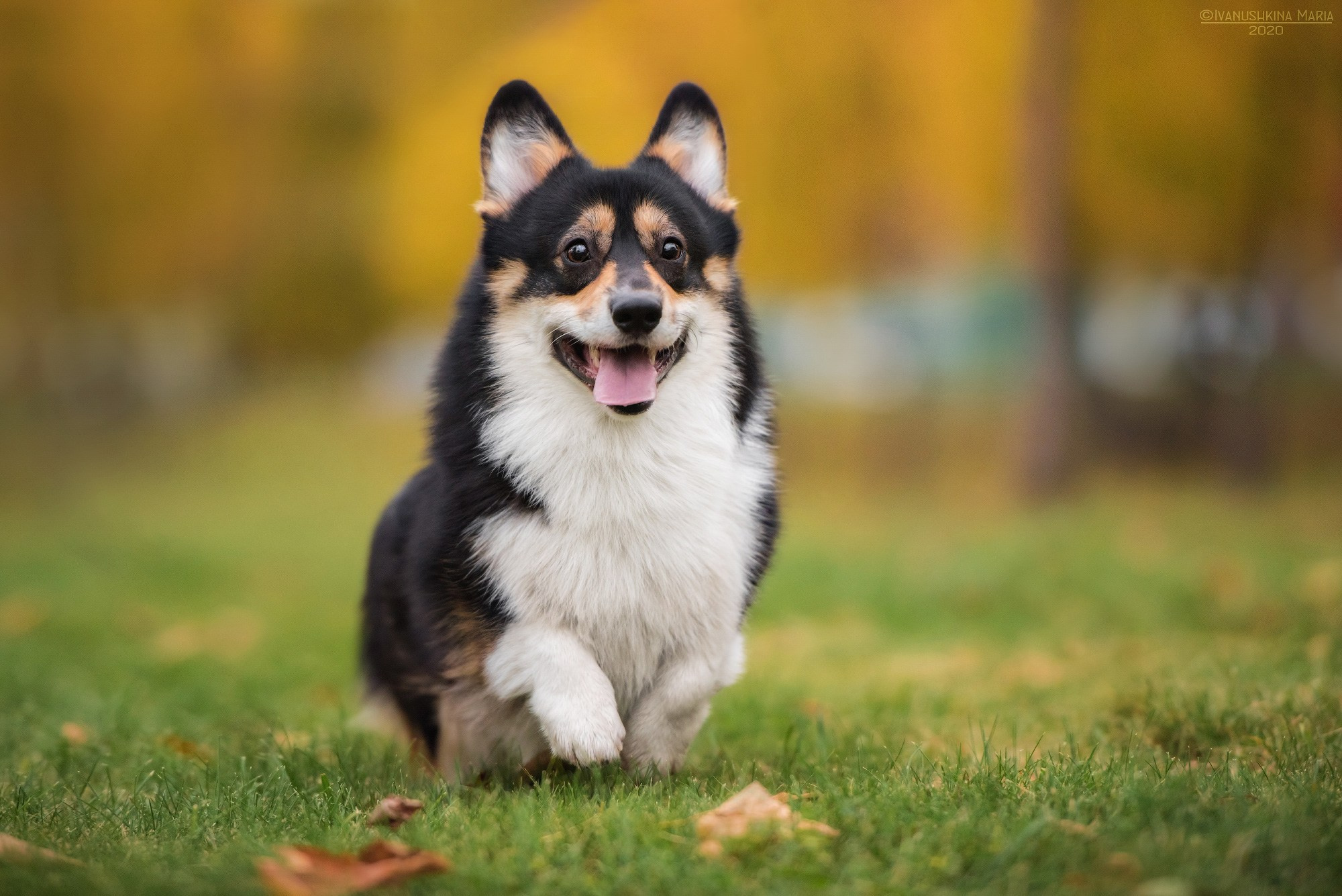 вельш корги пемброк черноголовый триколор