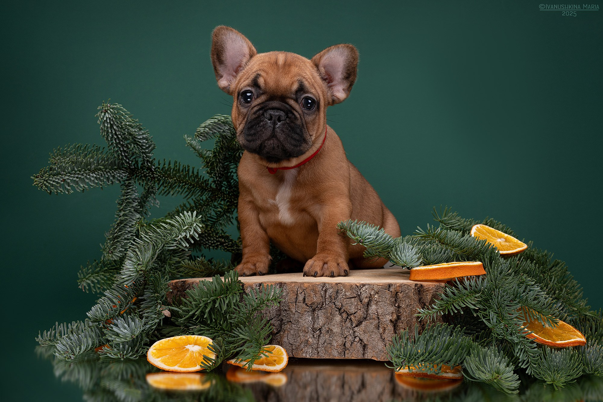 Фотосессия щенков на фонах. Фотограф собак в Москве и Московской области Иванушкина Мария
