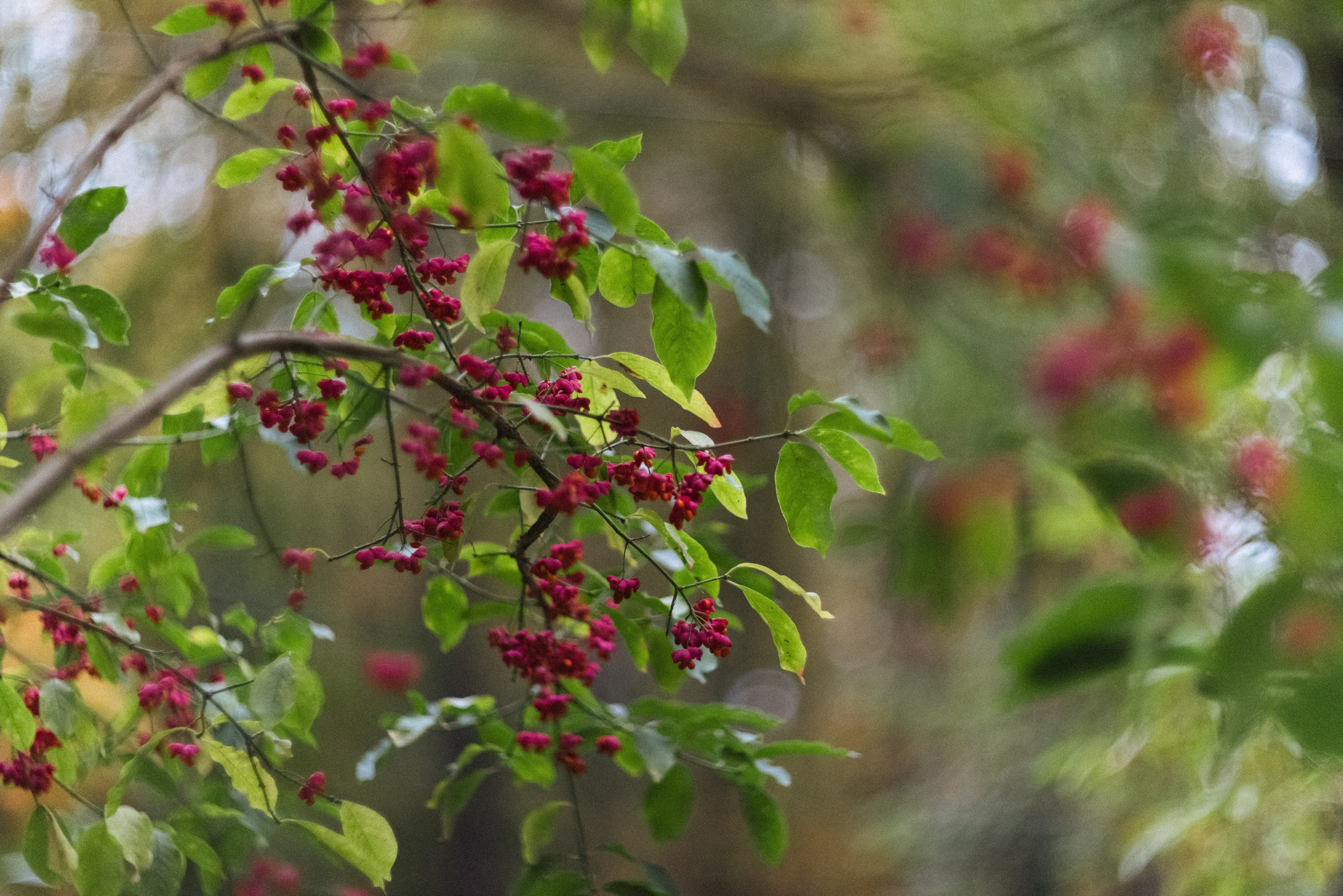 Autumn. Свадебный фотограф Санкт-Петербург DanyaPhotoart