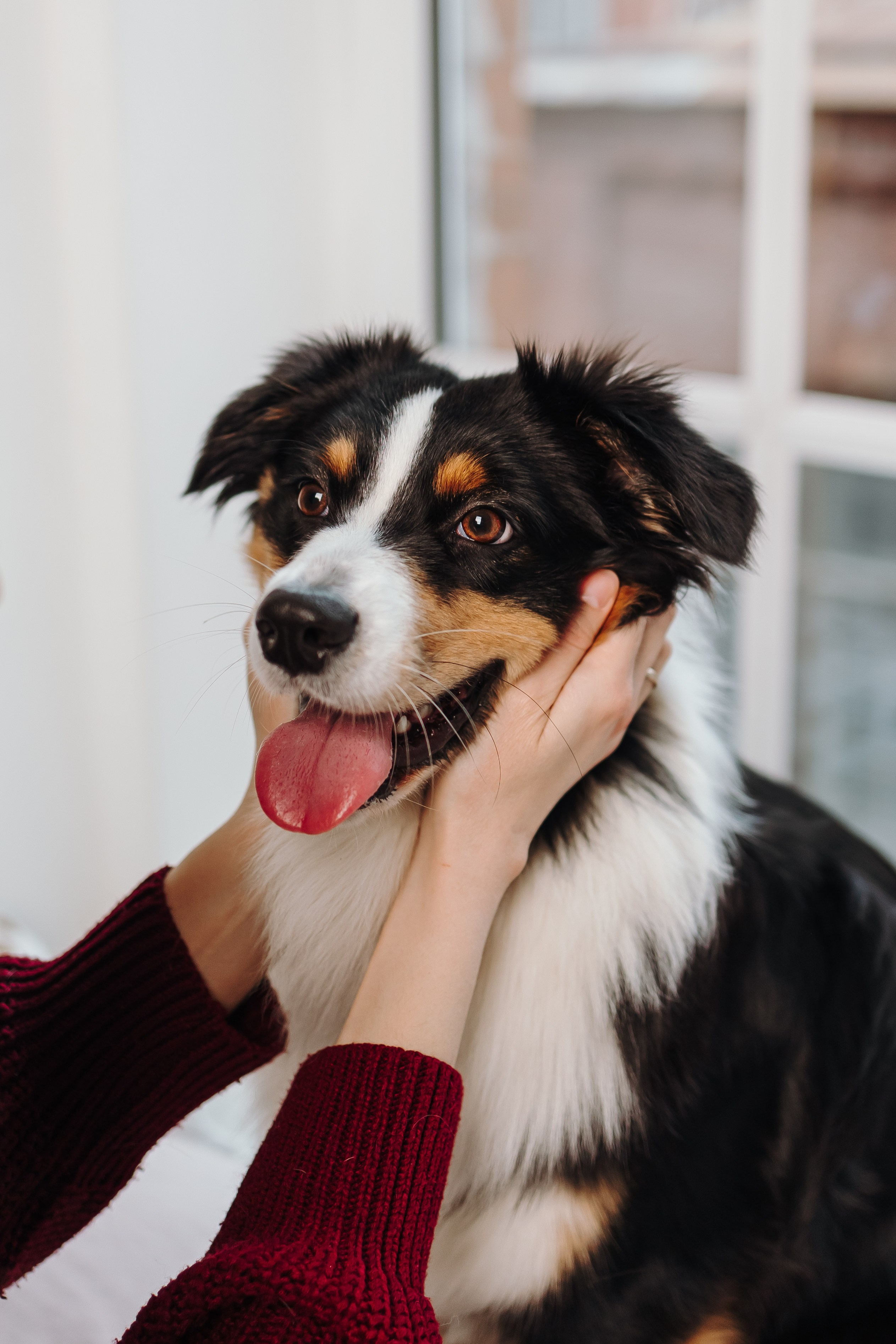 Груминг. Фотограф-анималист в Санкт-Петербурге Алина Яхонт