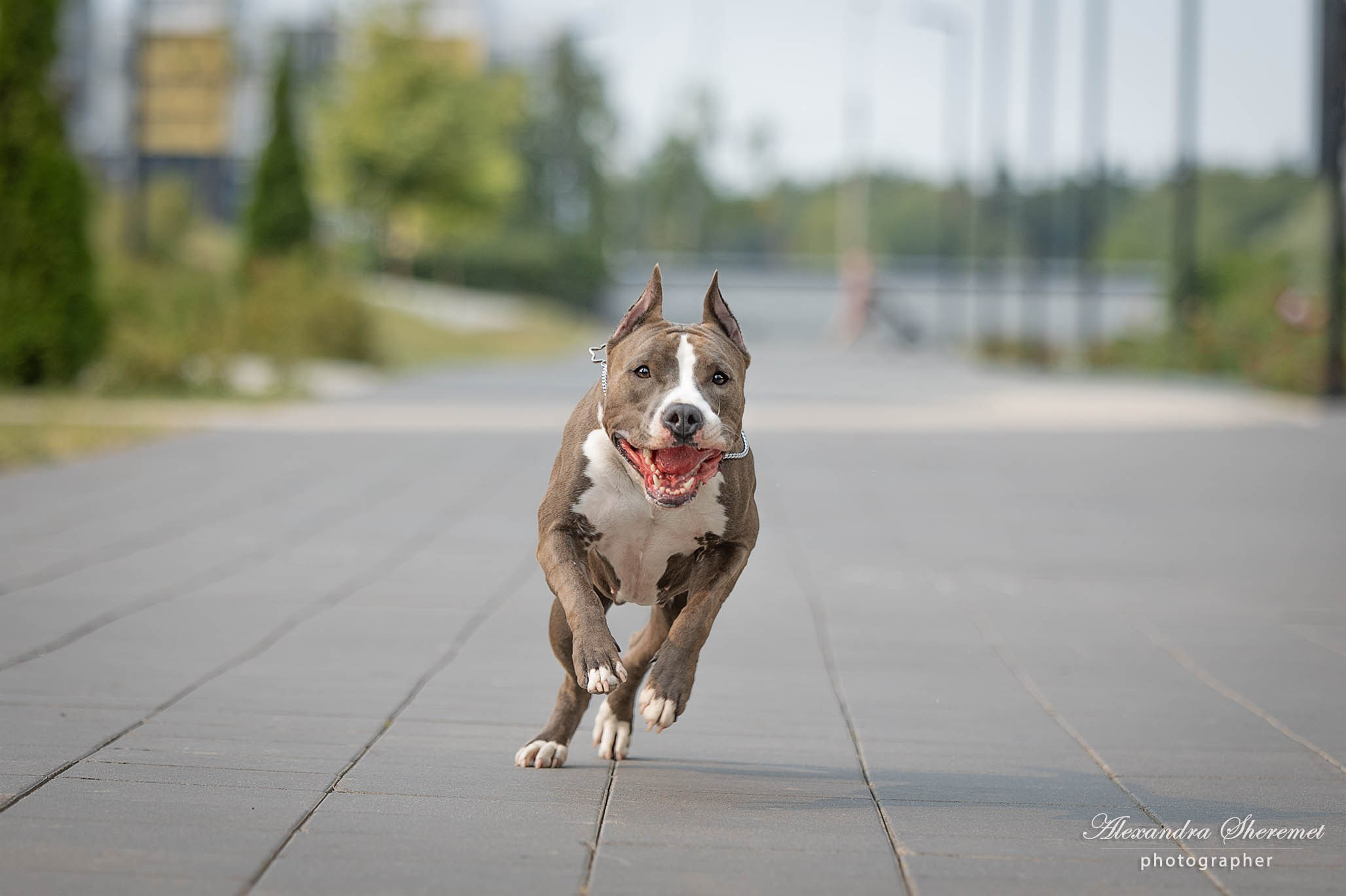 Шерри. Фотограф-анималист Александра Шеремет