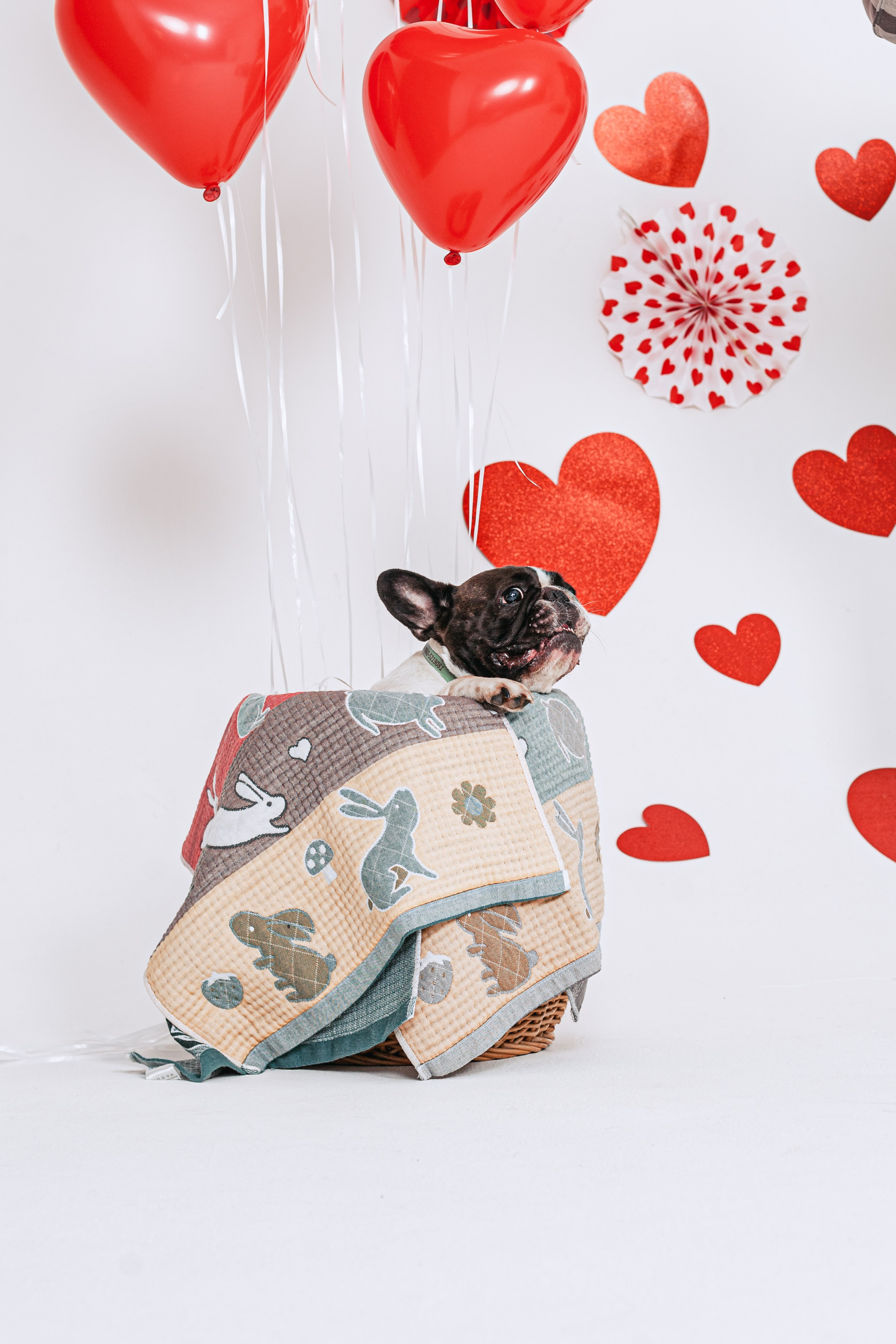 Пижамная вечеринка французских бульдогов и их хозяев. Фотограф-анималист Татьяна Степанова