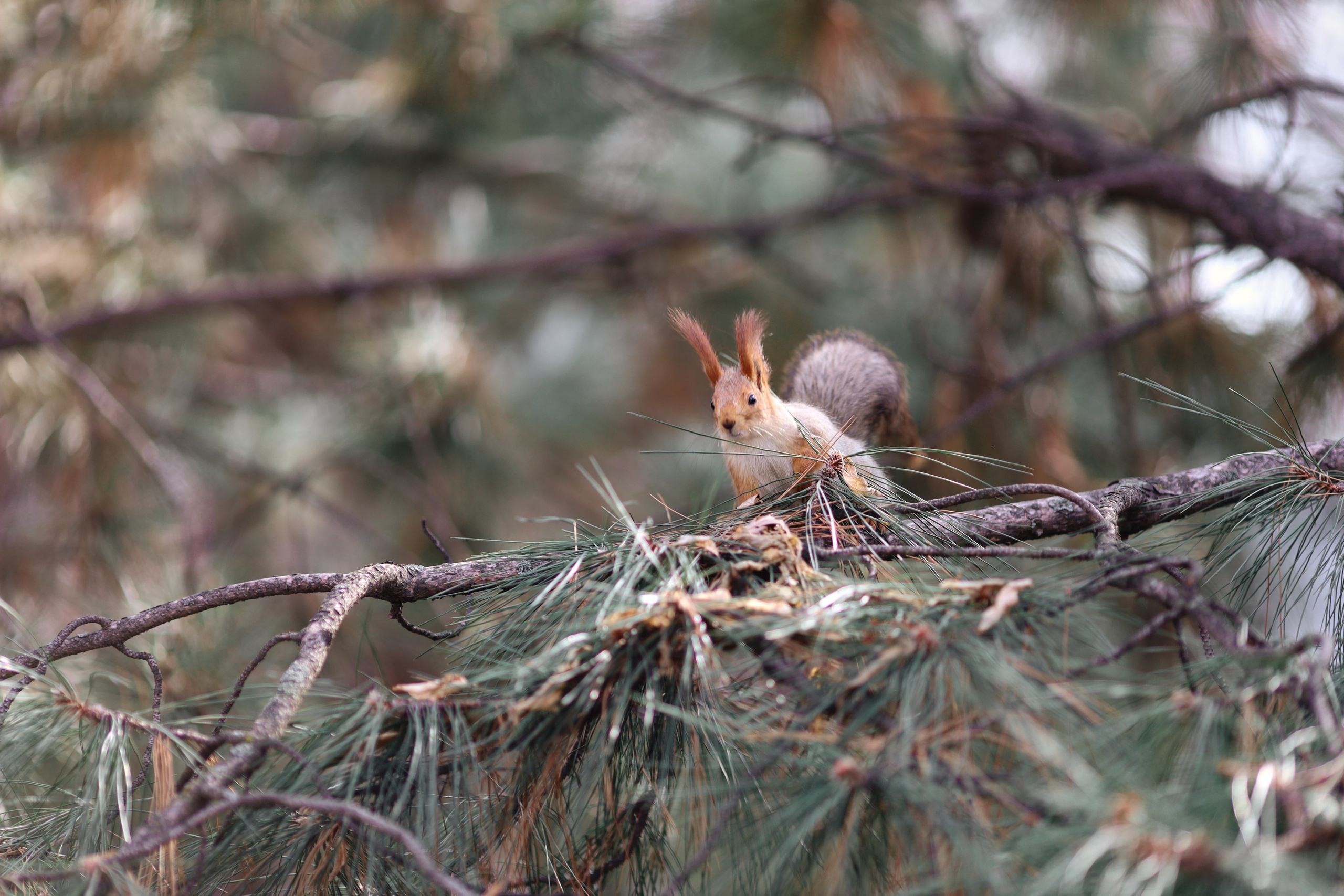 Фотография белка