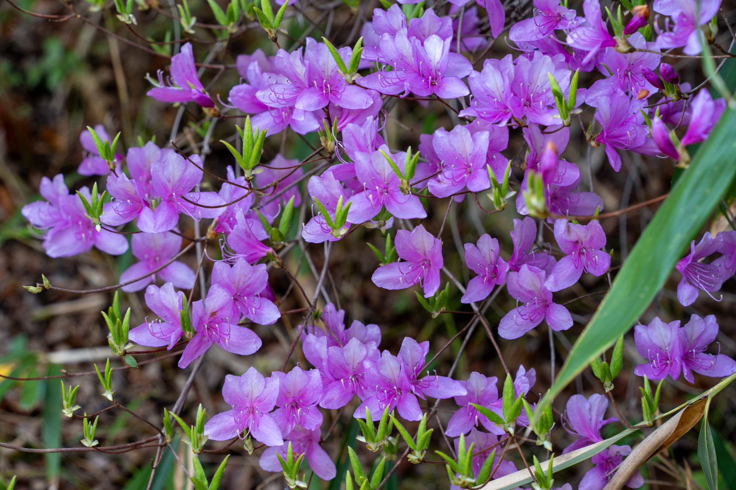 Япония, сакура. Творческие сьемки