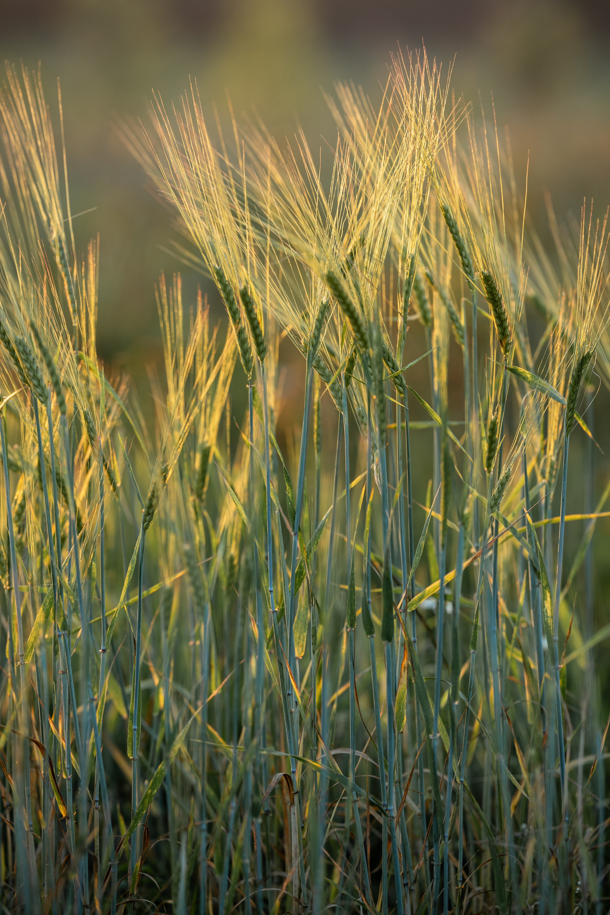 Природные пейзажи. Наталия Клевинскас портретный фотограф в Костроме
