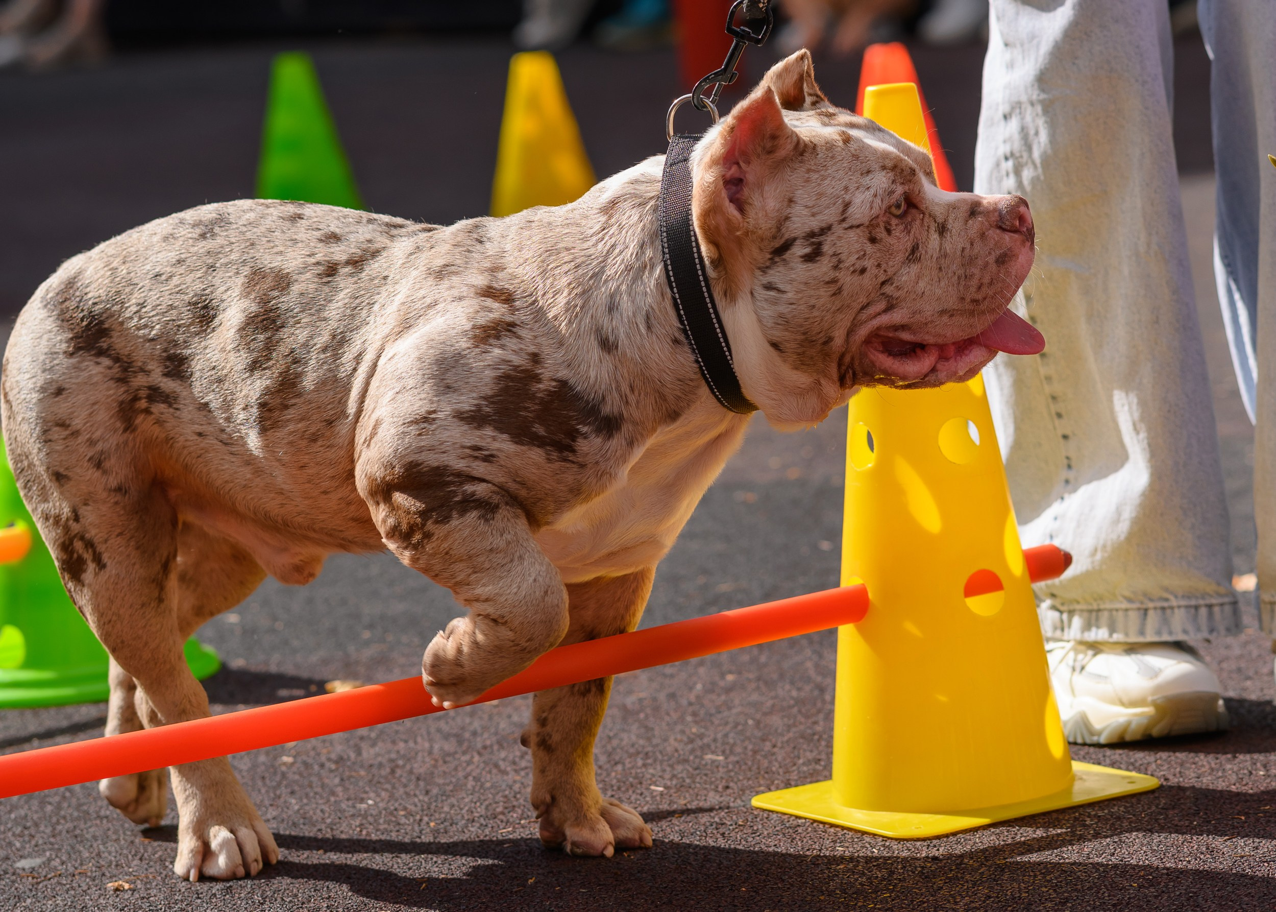 СобачийФест_РынокНаГоре_10082024. Фотограф Александр Данилов