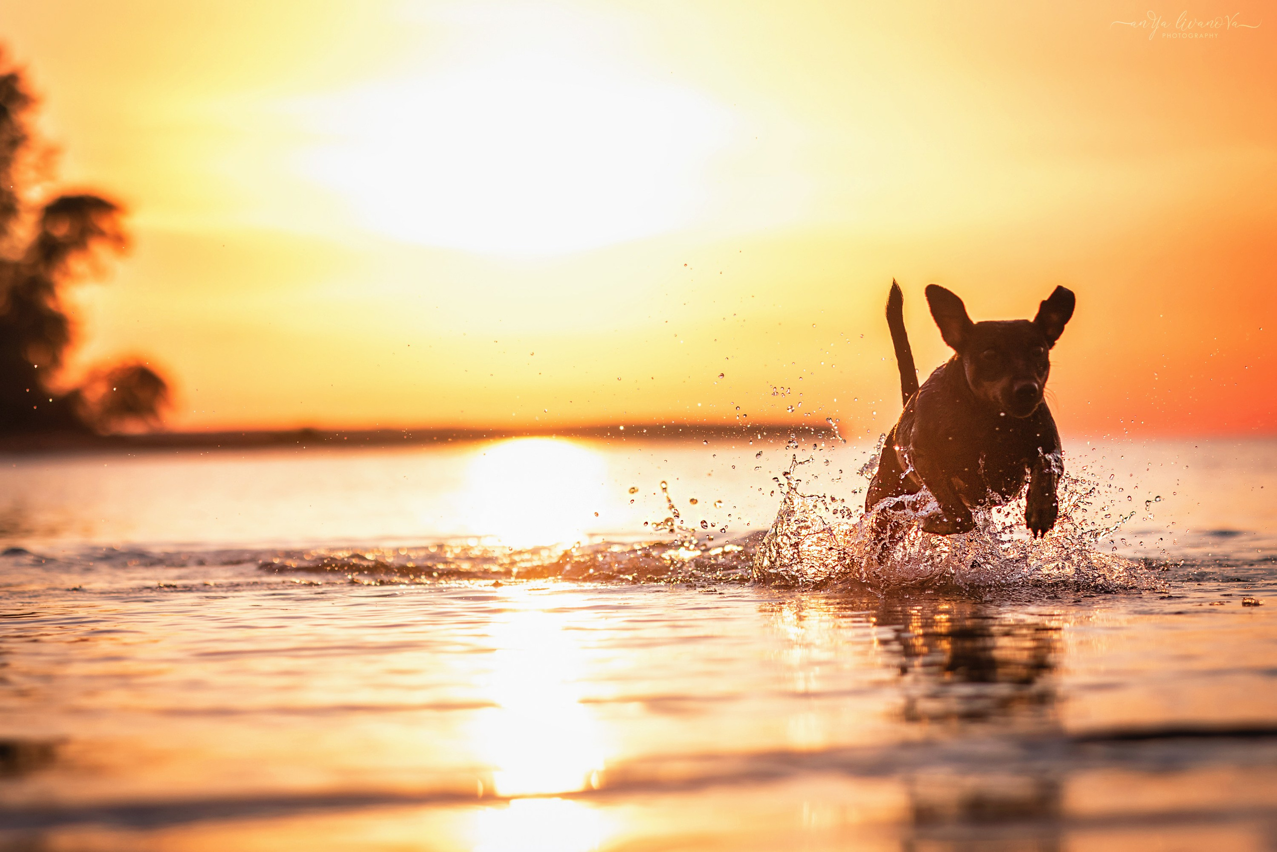 Ляля — Маня — Плюша закат. Фотограф анималист Аня Ливанова | Рыбинск