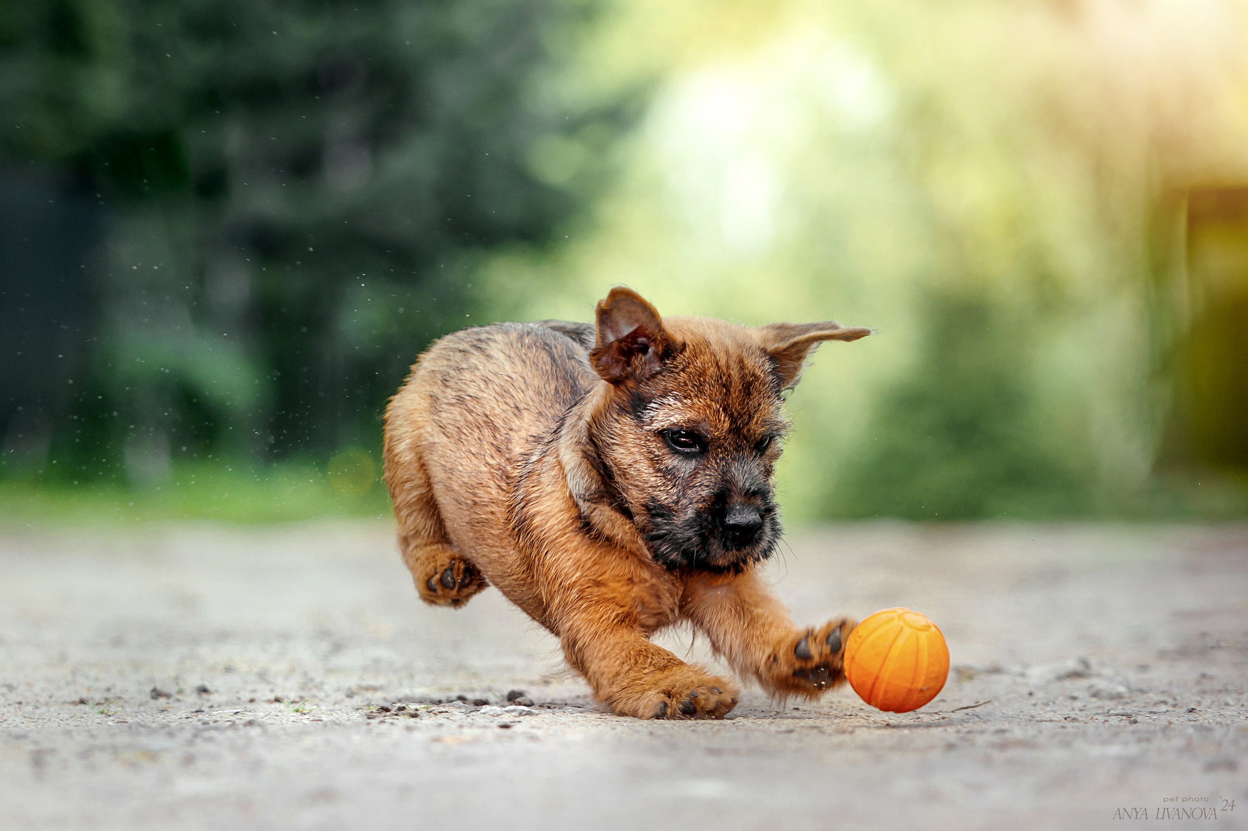 Норвичи. Фотограф анималист Аня Ливанова | Рыбинск