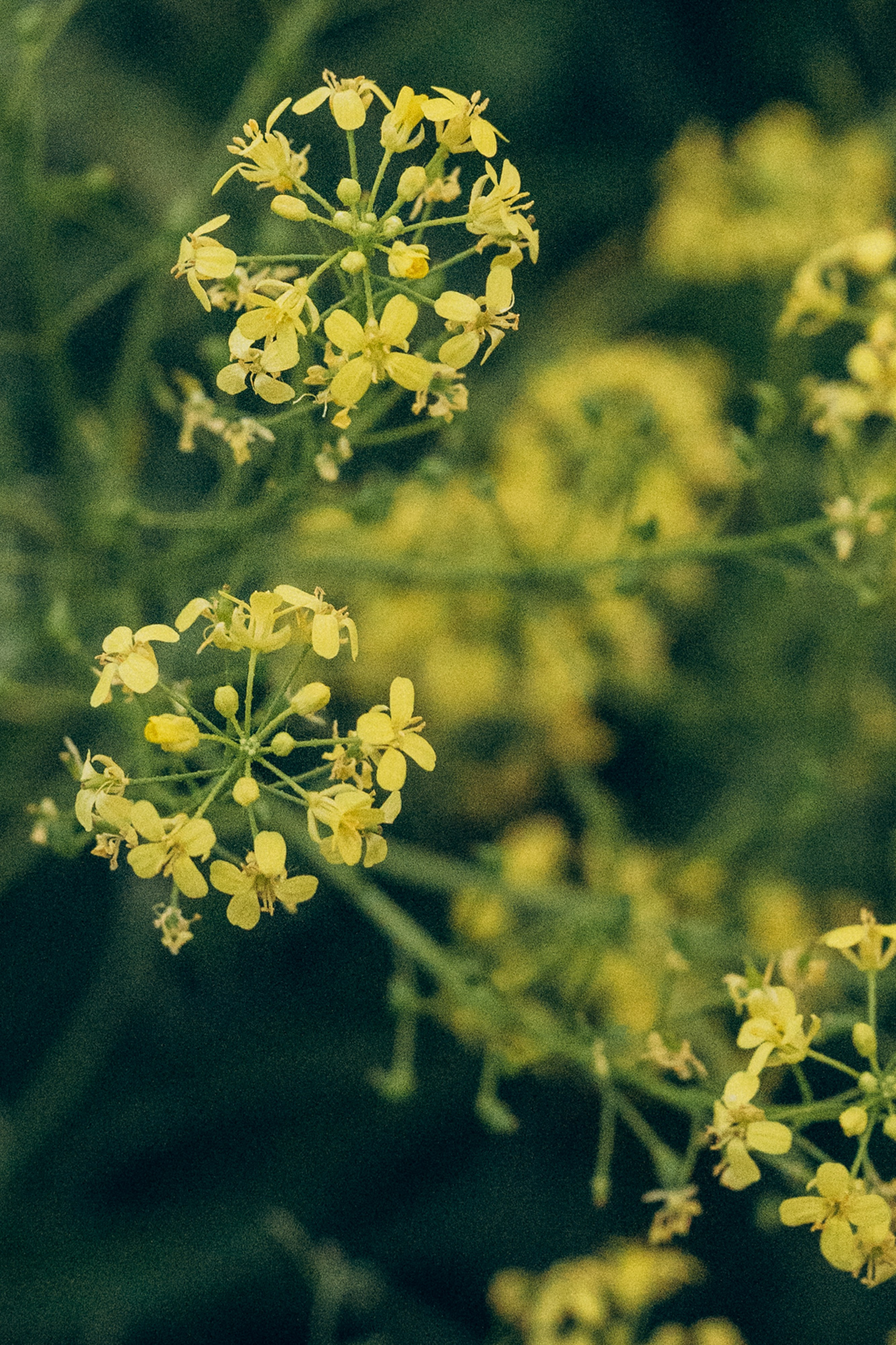 Соня и Кора. Фотограф анималист в Москве и Санкт-Петербурге Свиридова Анна