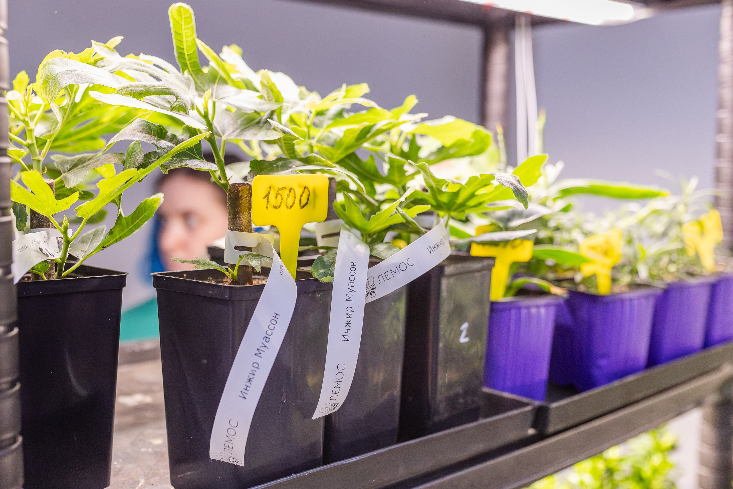 Монстериум апрель 2026. Александра Куликова фотограф, Москва