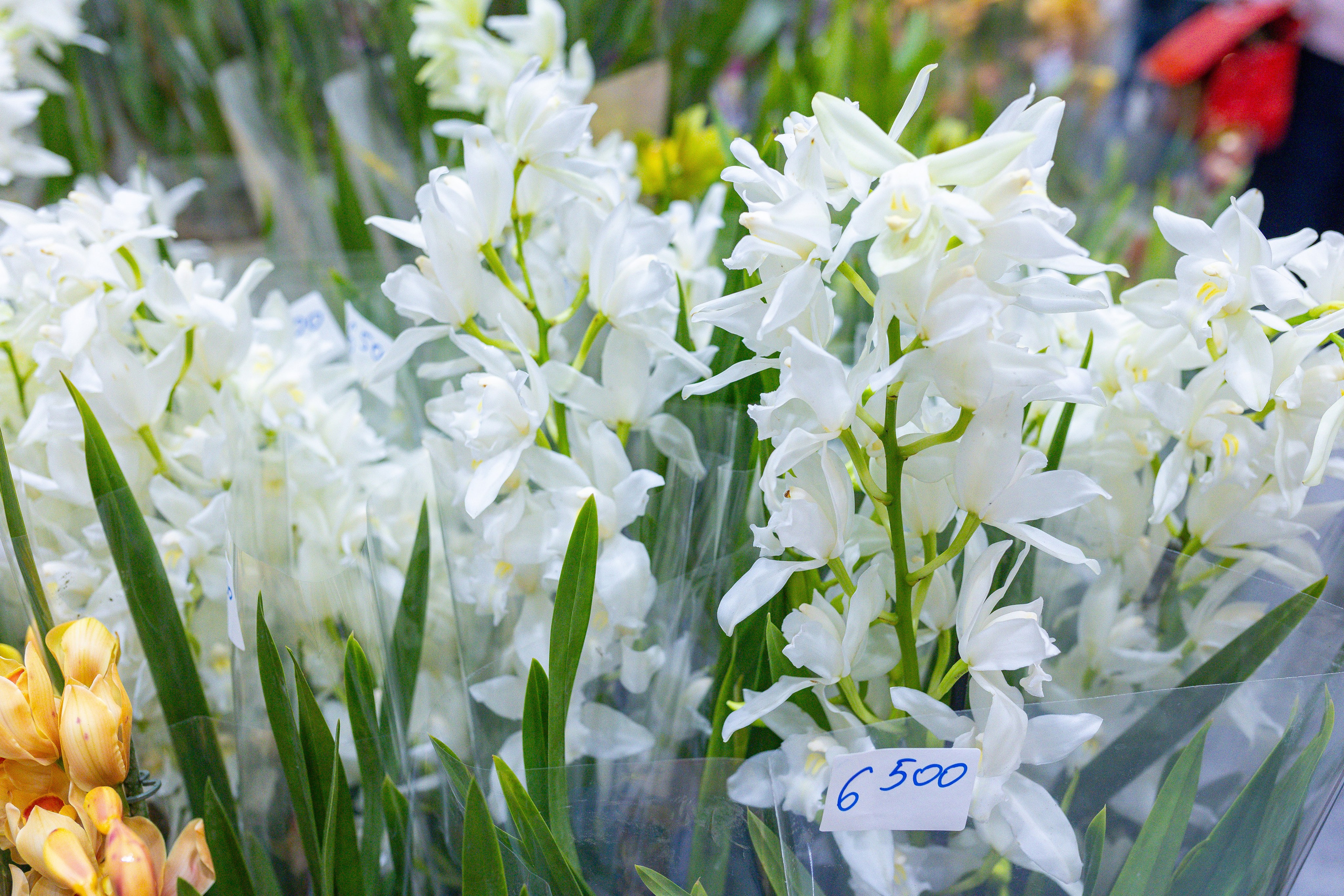 Орхидиум 12.2025. Александра Куликова фотограф, Москва