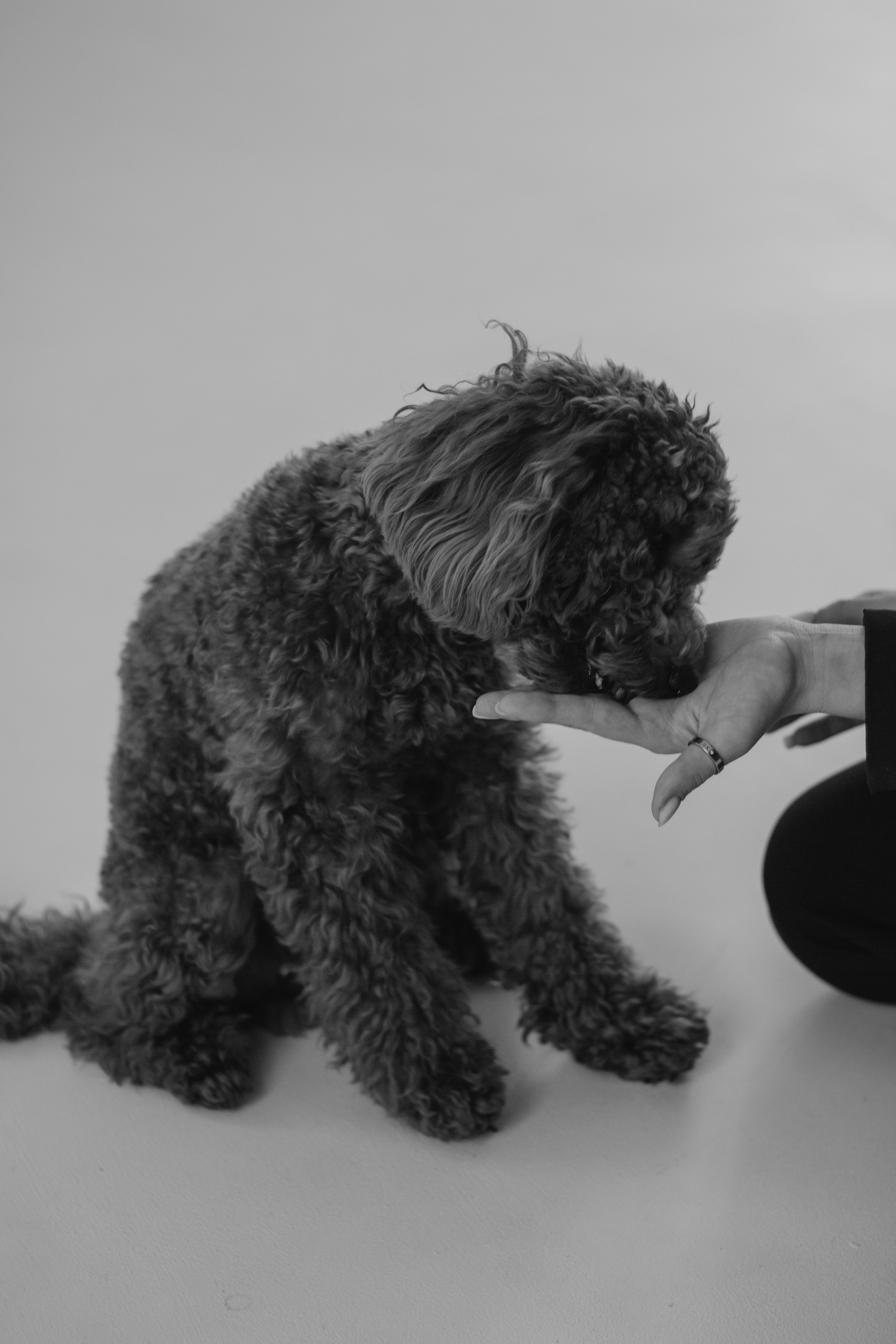 Пушистая история Гречки. Семейный фотограф в Нижнем Новгороде