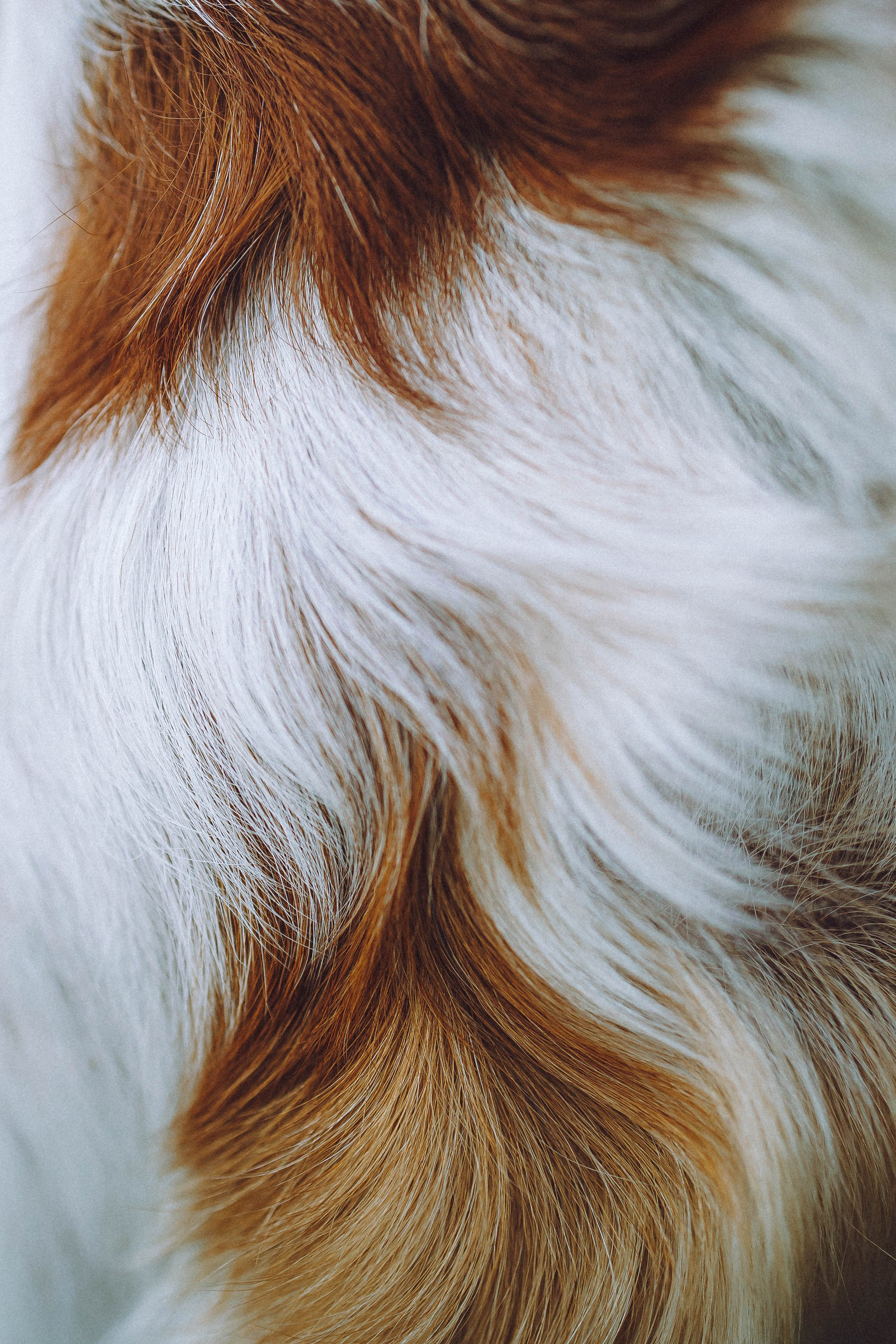 Камри и Пафи