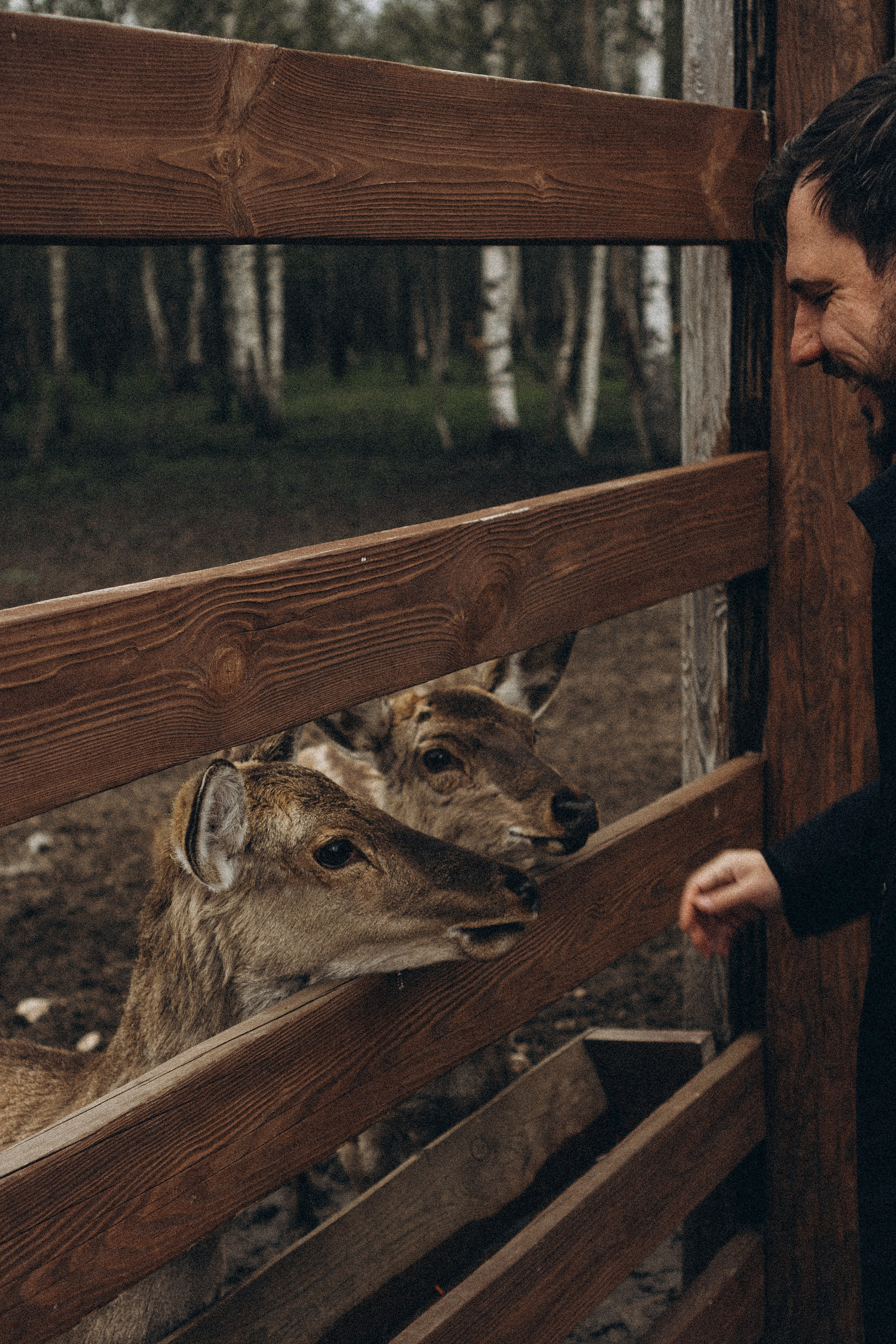 ОЛЕНЬЯ ФЕРМА В ТВЕРИ. Профессиональный фотограф, Санкт-Петербург — Виктория Богомолова