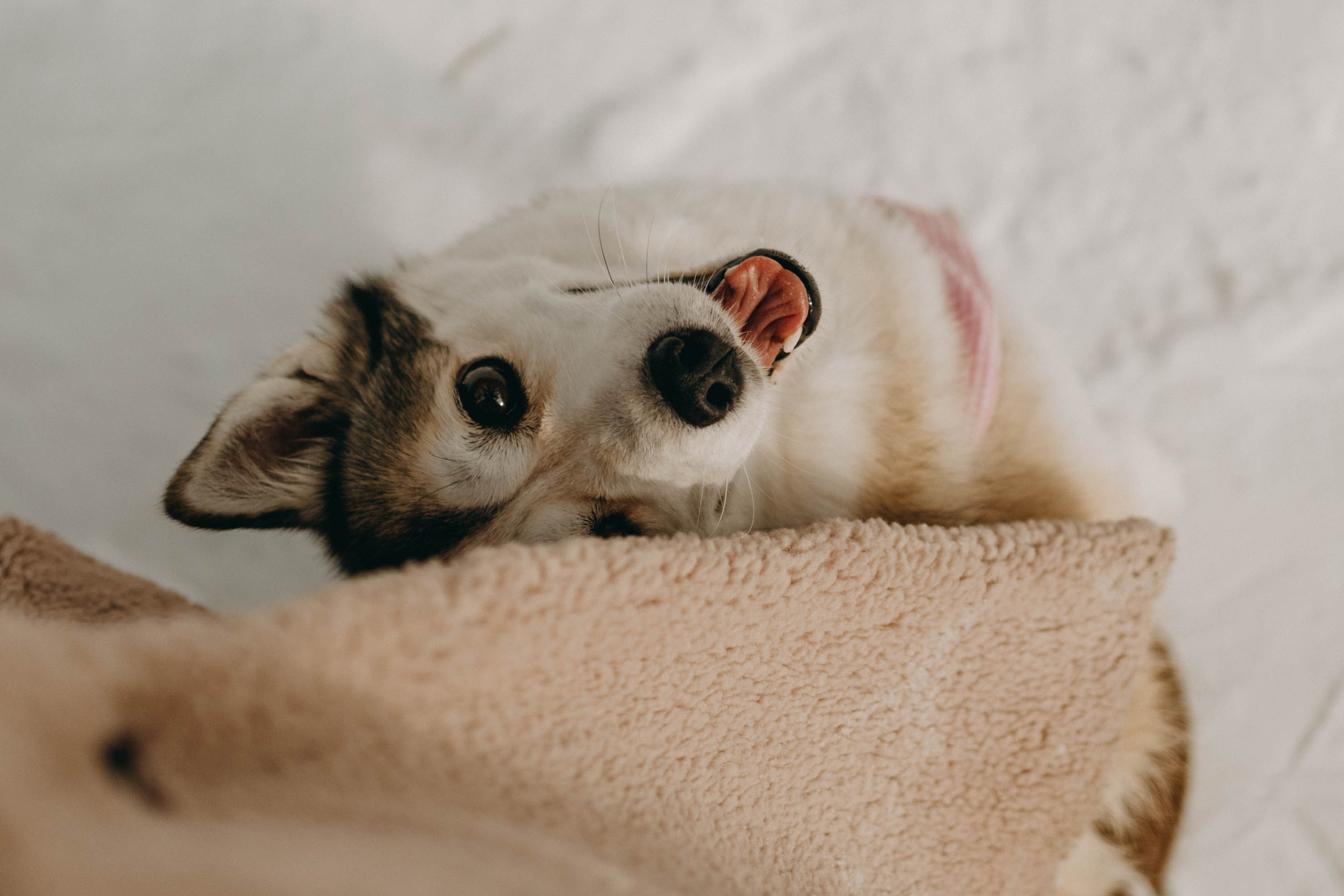 Обо мне. Фотограф-анималист в Екатеринбурге | Кристина