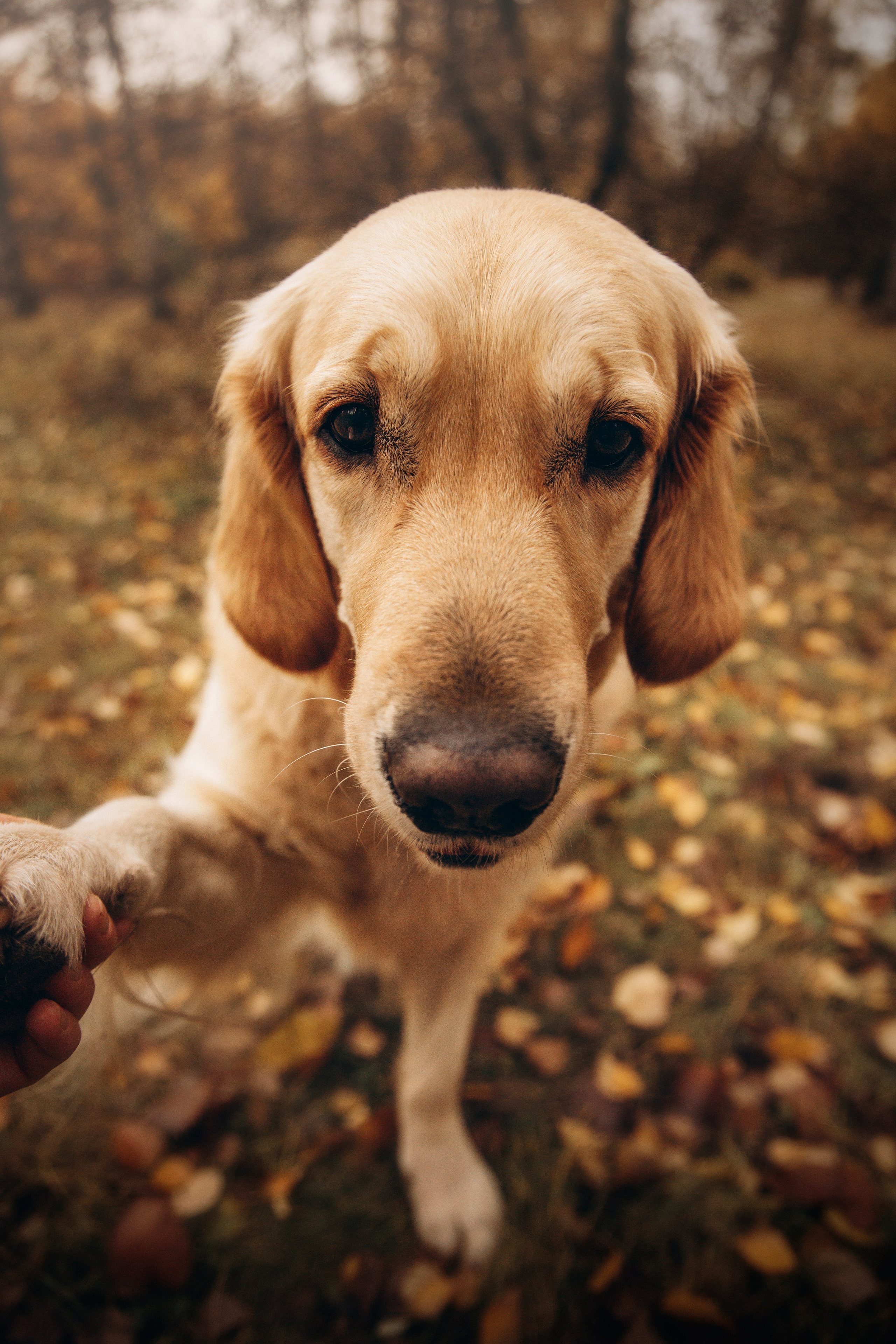 Марина и Чили. Фотограф — Анималист | Санкт-Петербург