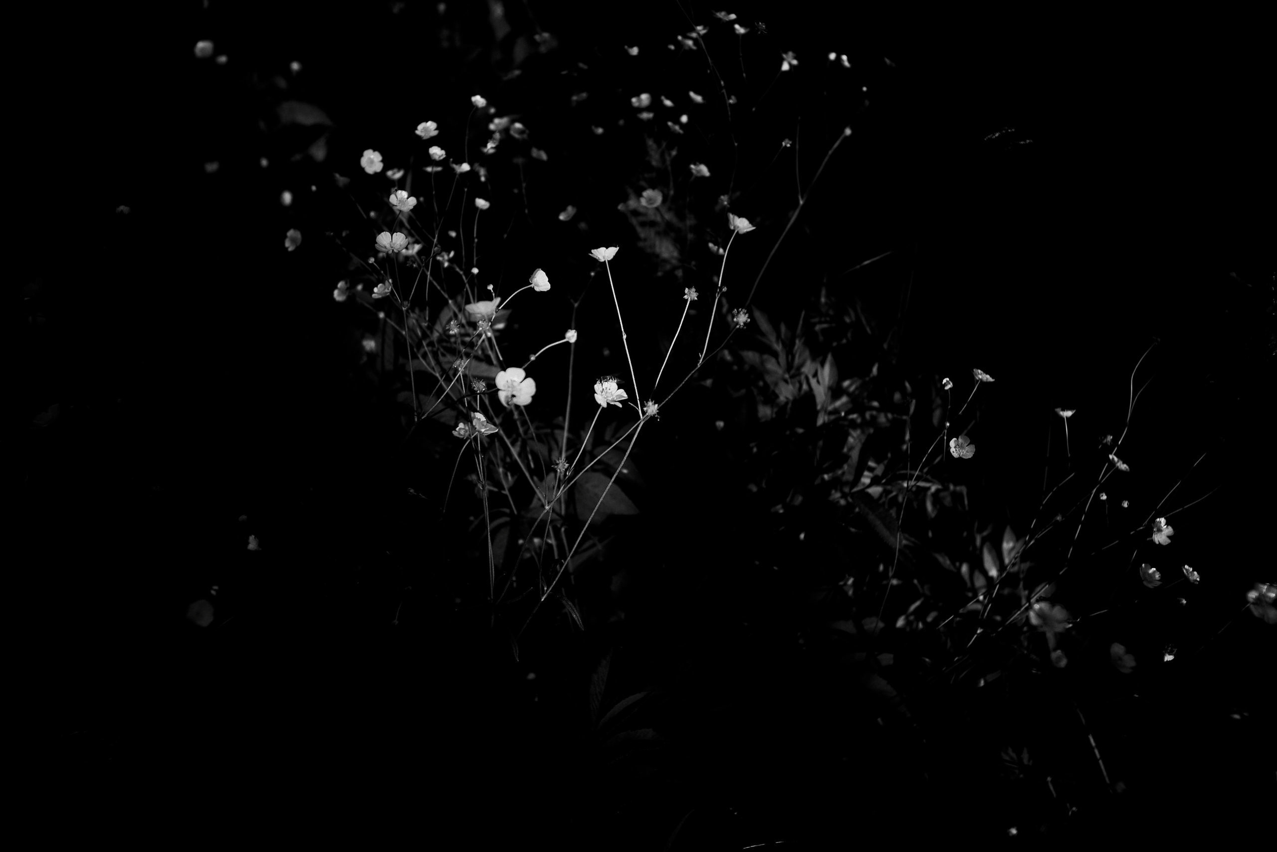 Deer-Loya. Фотограф Анастасия Федорова  Санкт-Петербург