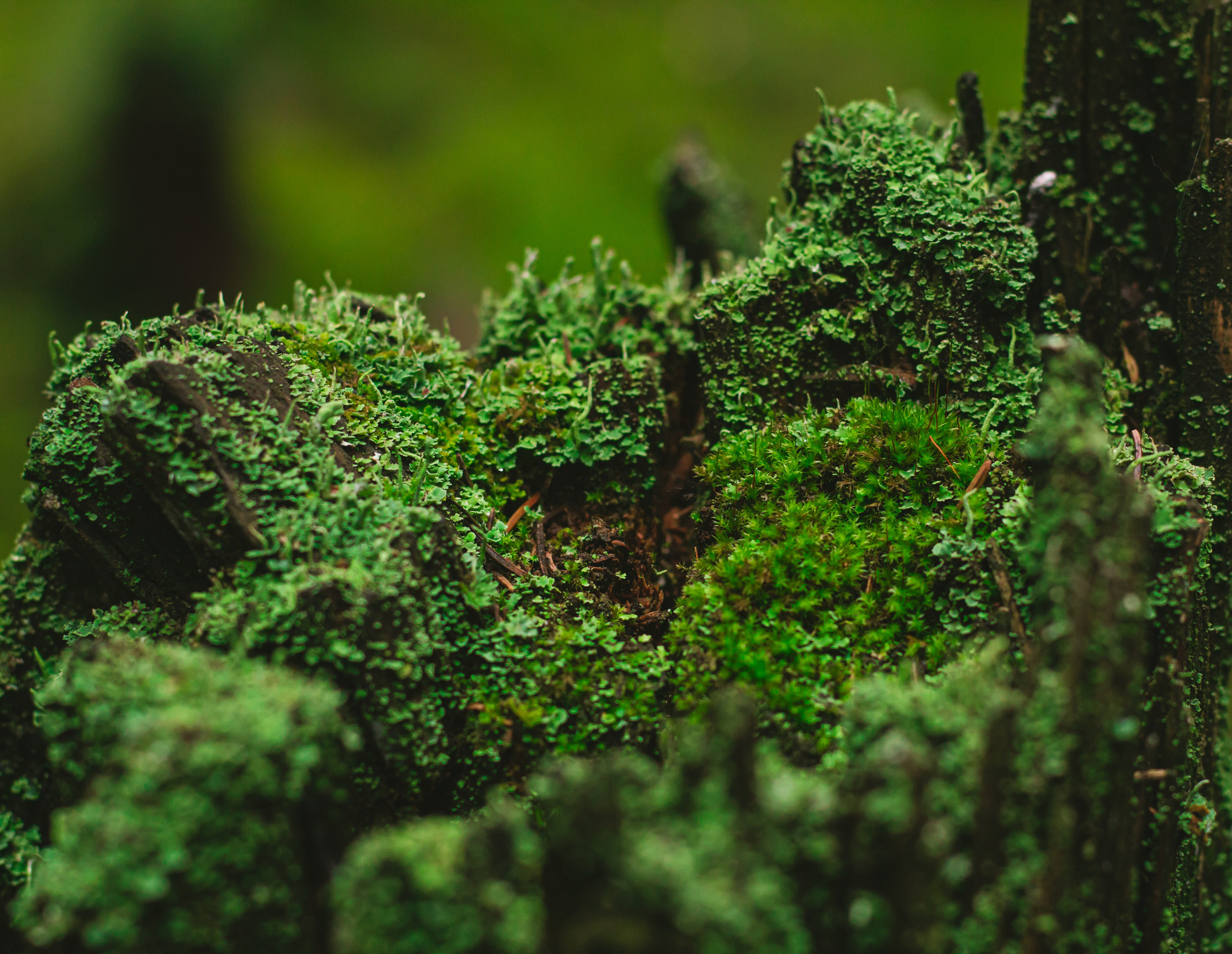 Александр и лес. Фотограф из Первоуральска Роман Заиченко