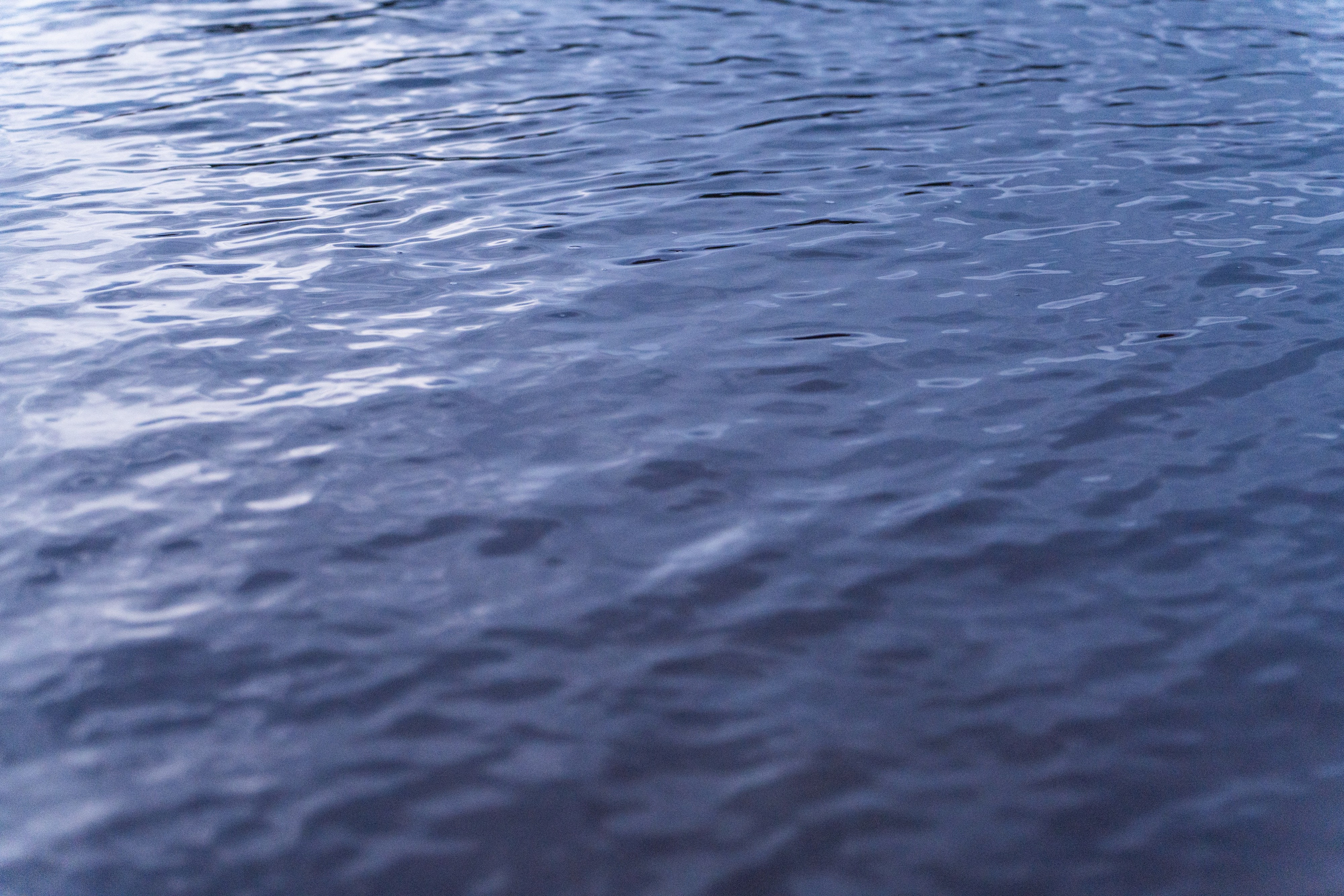 Евгения и Берта. Фотограф анималист в Москве и Санкт-Петербурге Свиридова Анна