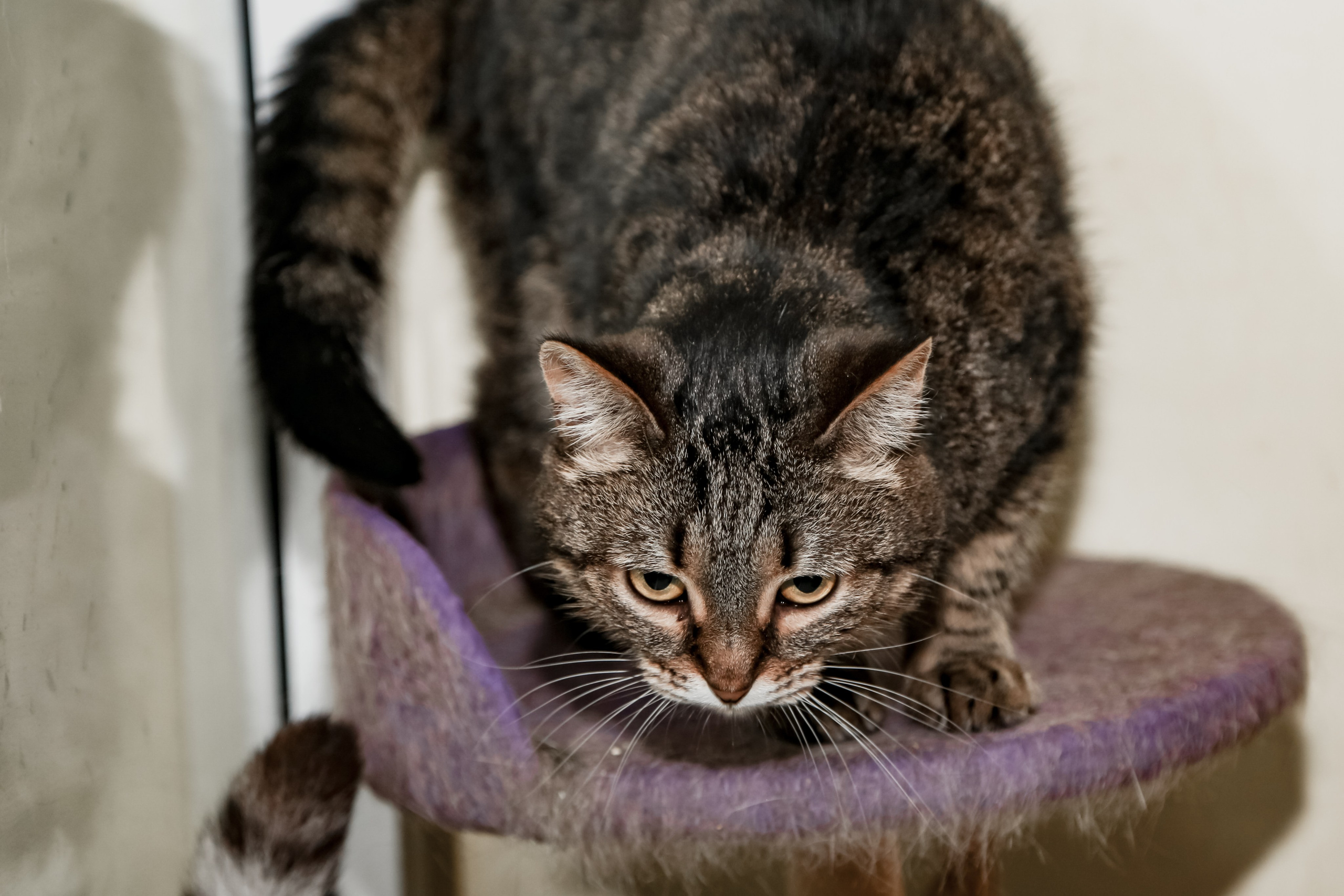 Приют Кошкин Дом Филимоша. Ваш фотограф в Оренбурге Рощупкина Екатерина