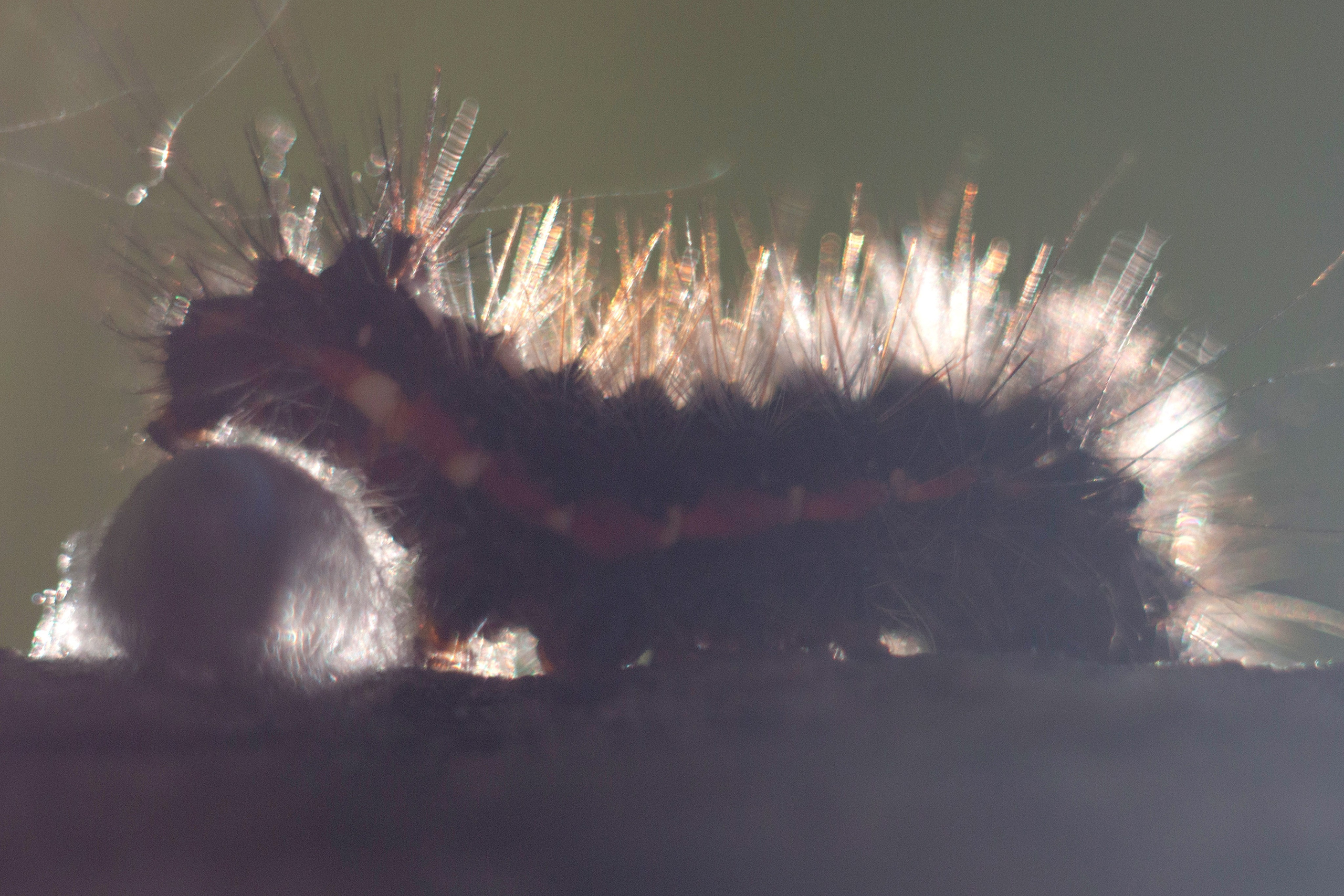 Макро. Фотограф Лагутин Анатолий