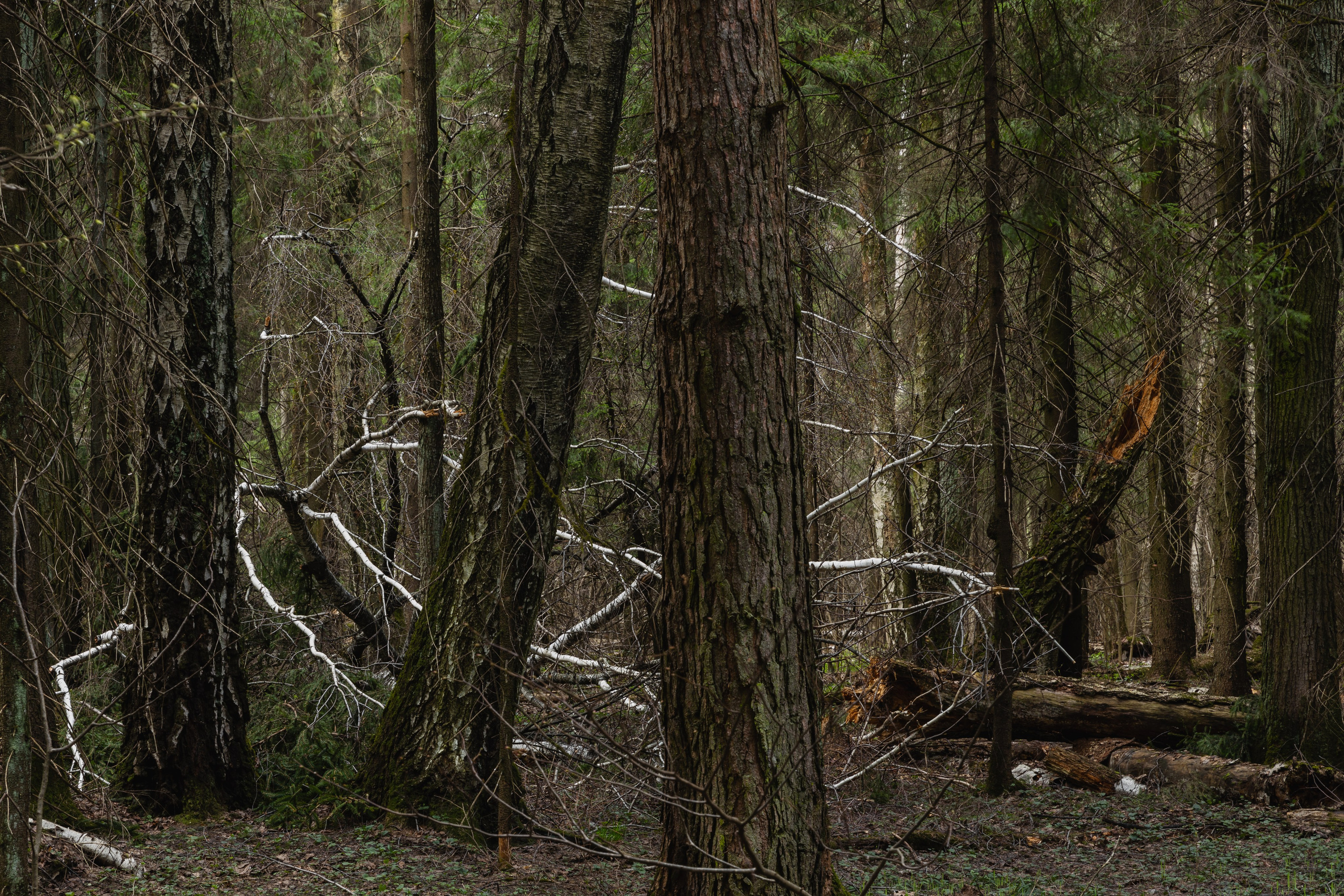 Лосиный остров. Май 2022. Фотографии