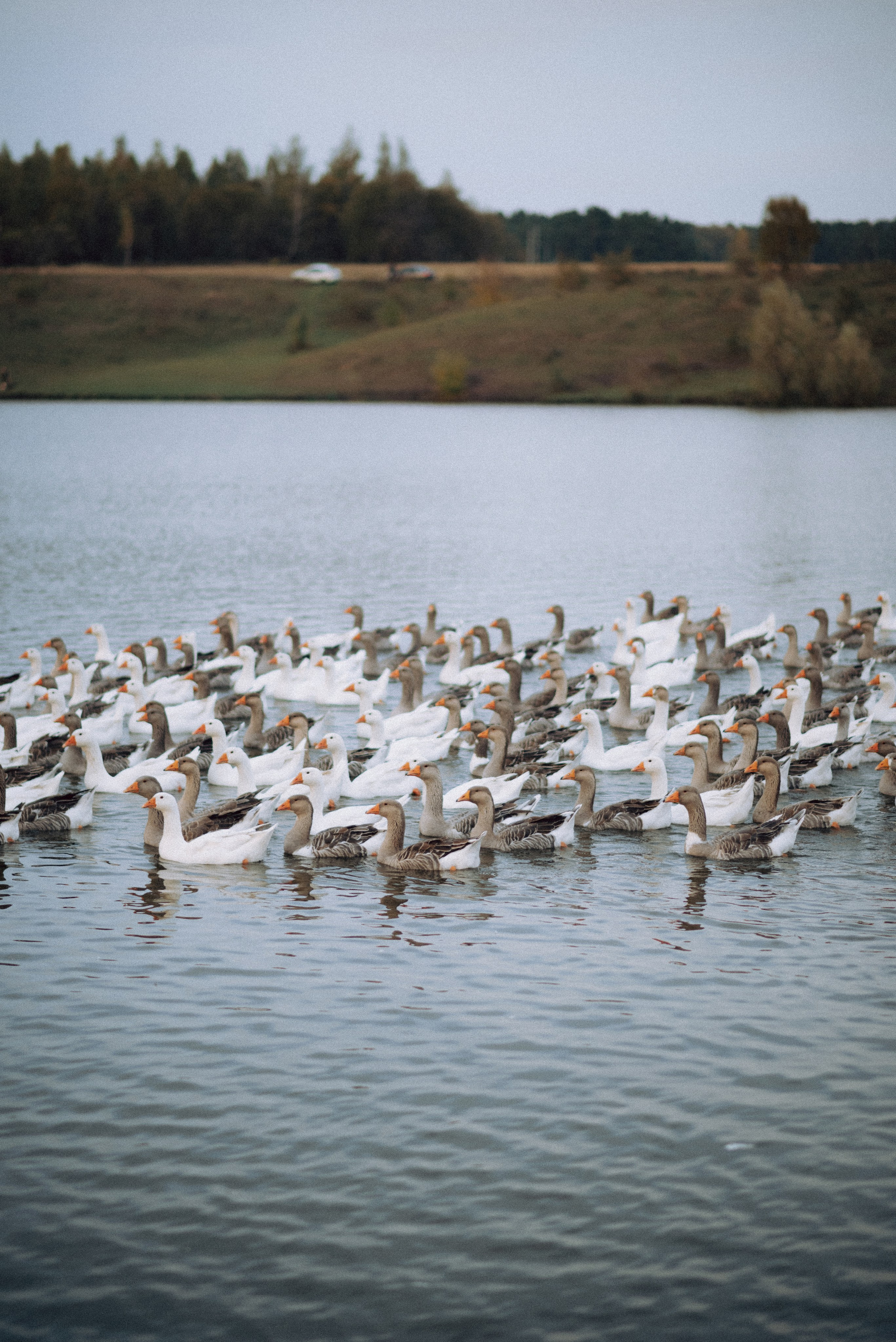 Алёна. Свадебный и портретный фотограф Анастасия Тетёркина, Брянск и Санкт-Петербург