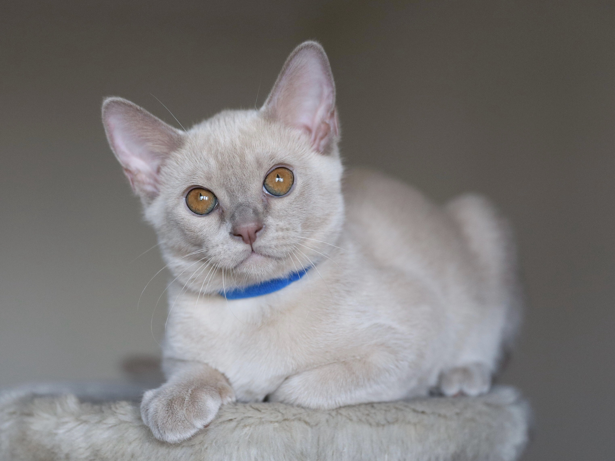 Christopher. Cattery “Bouncy Life”