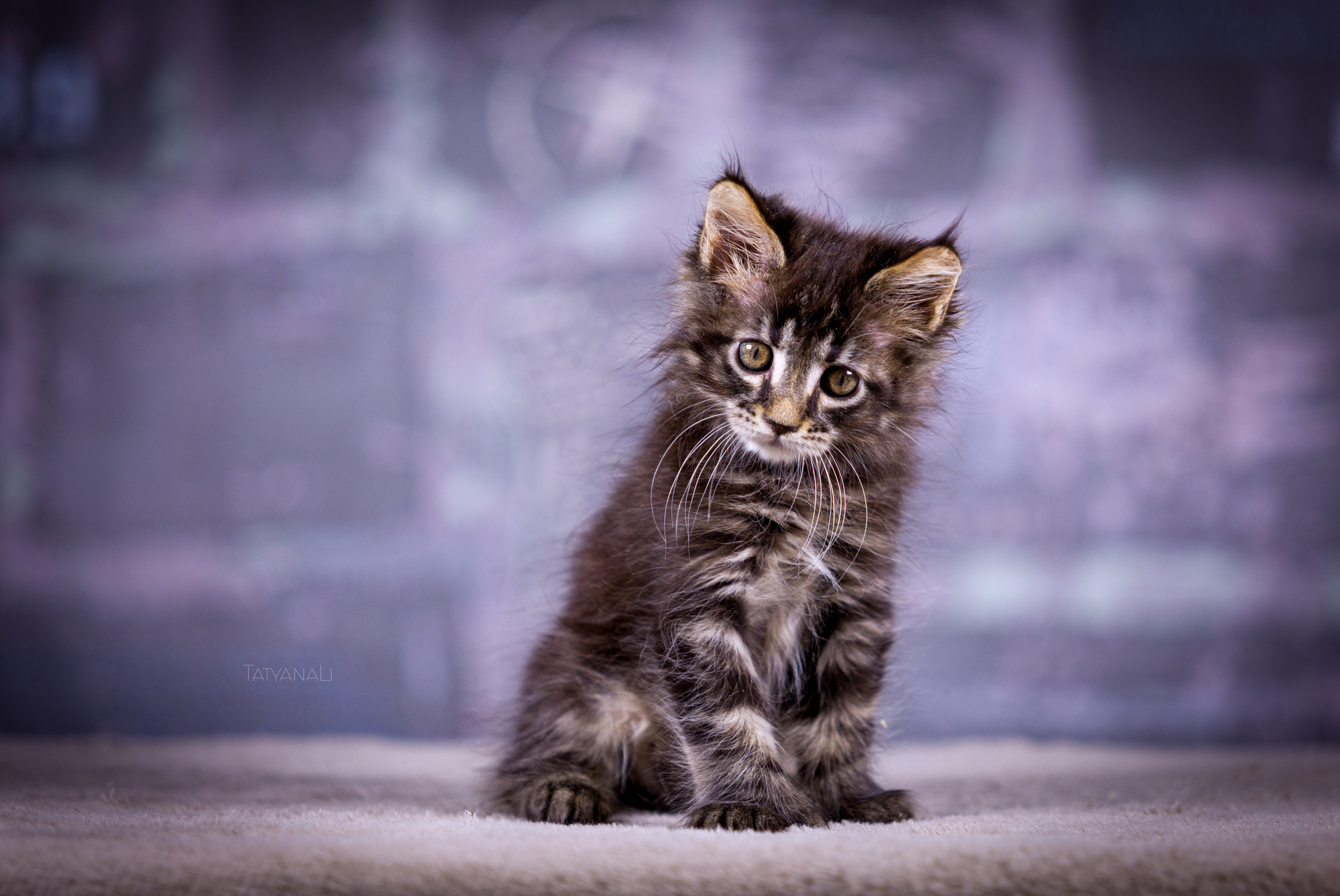 Котята. Фотограф — анималист Татьяна Ли