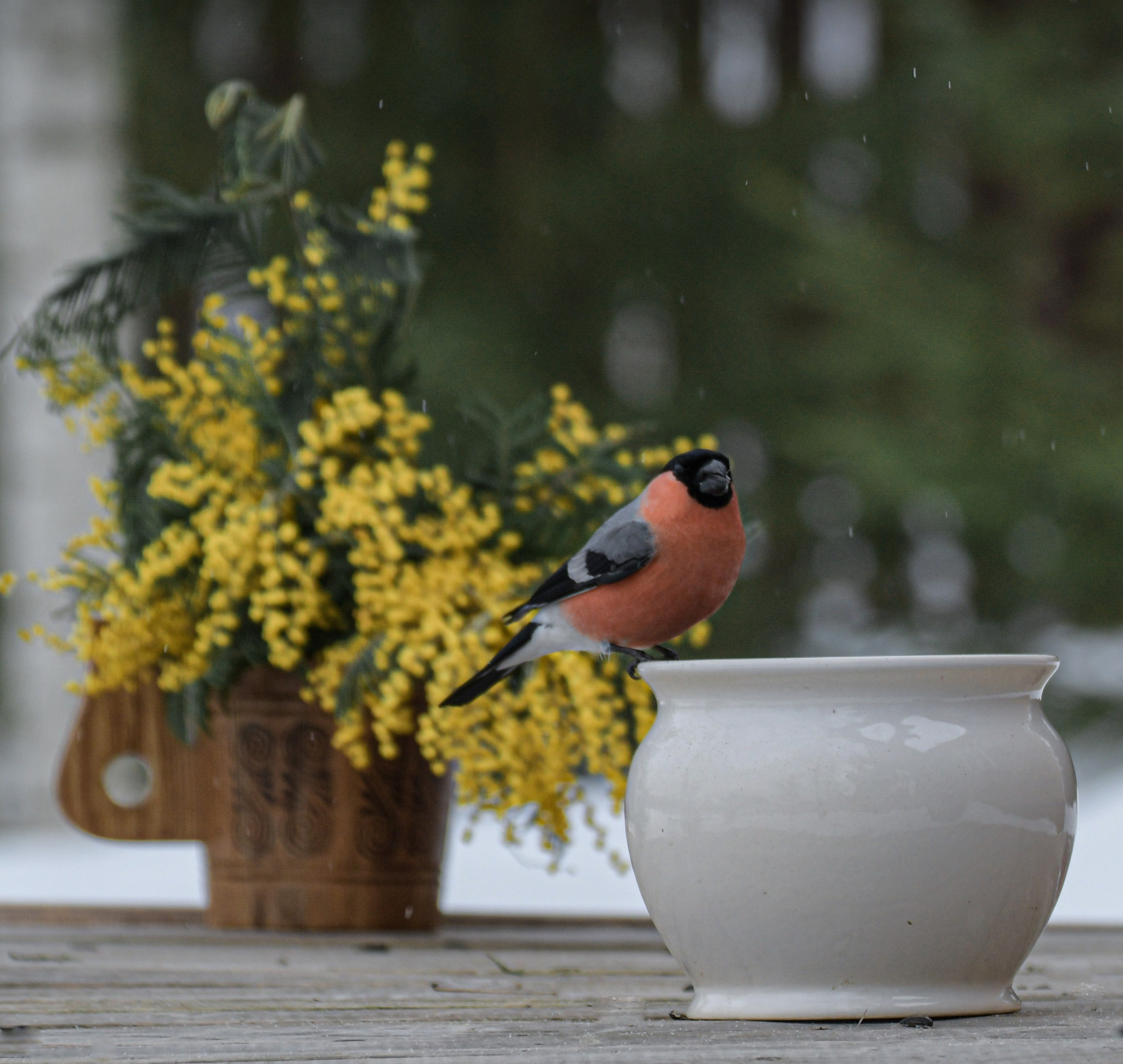 Натюрморты с птицами. В созвучии с природой. Фотограф Светлана В. Пронина, Москва