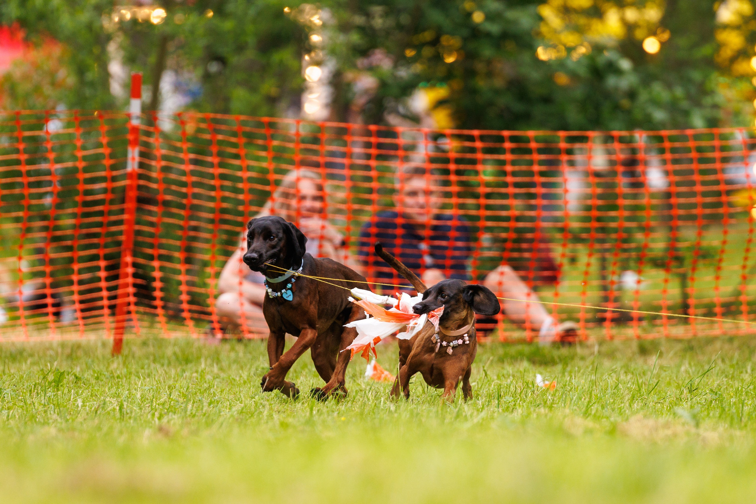 PetShopDays2026. Фотограф Александр Заломаев