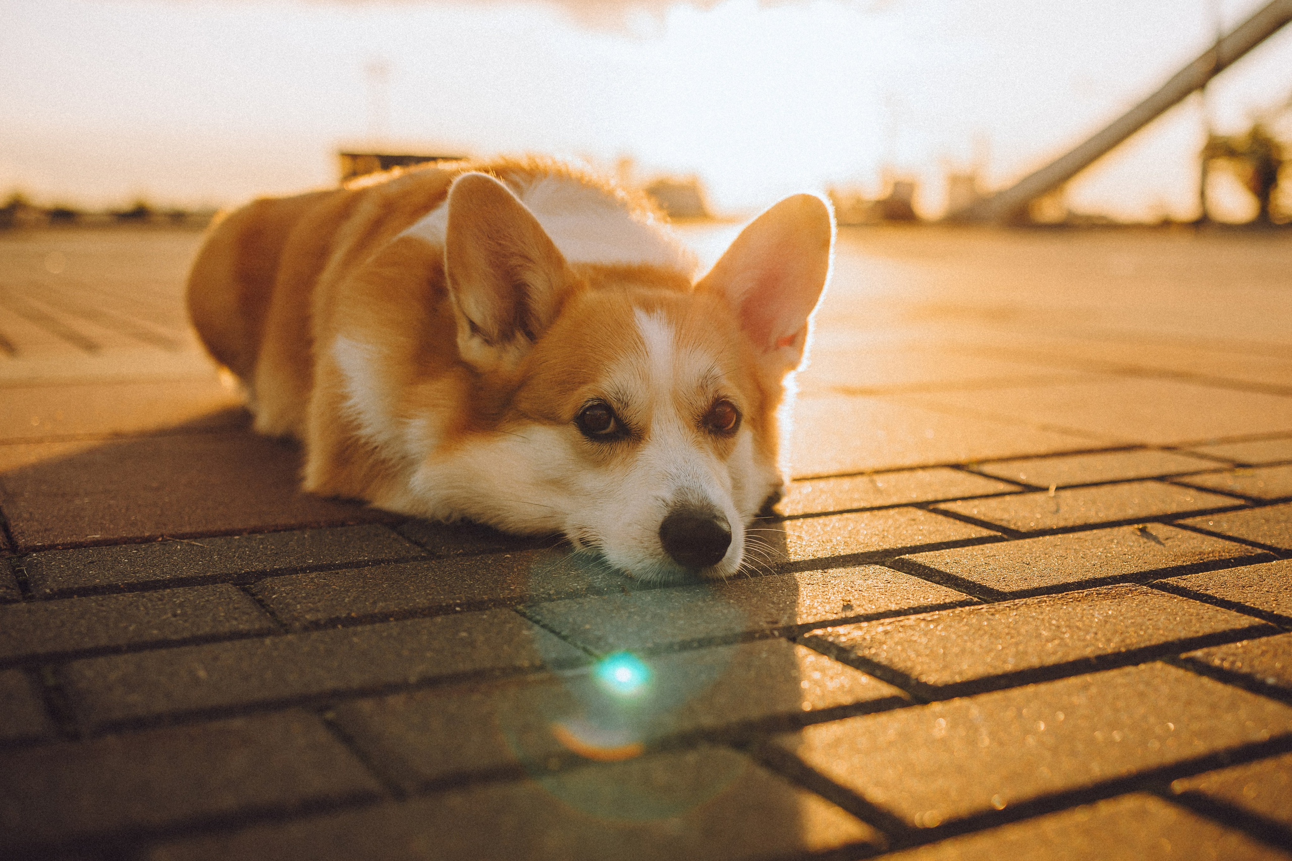 Пуговка и ее семья