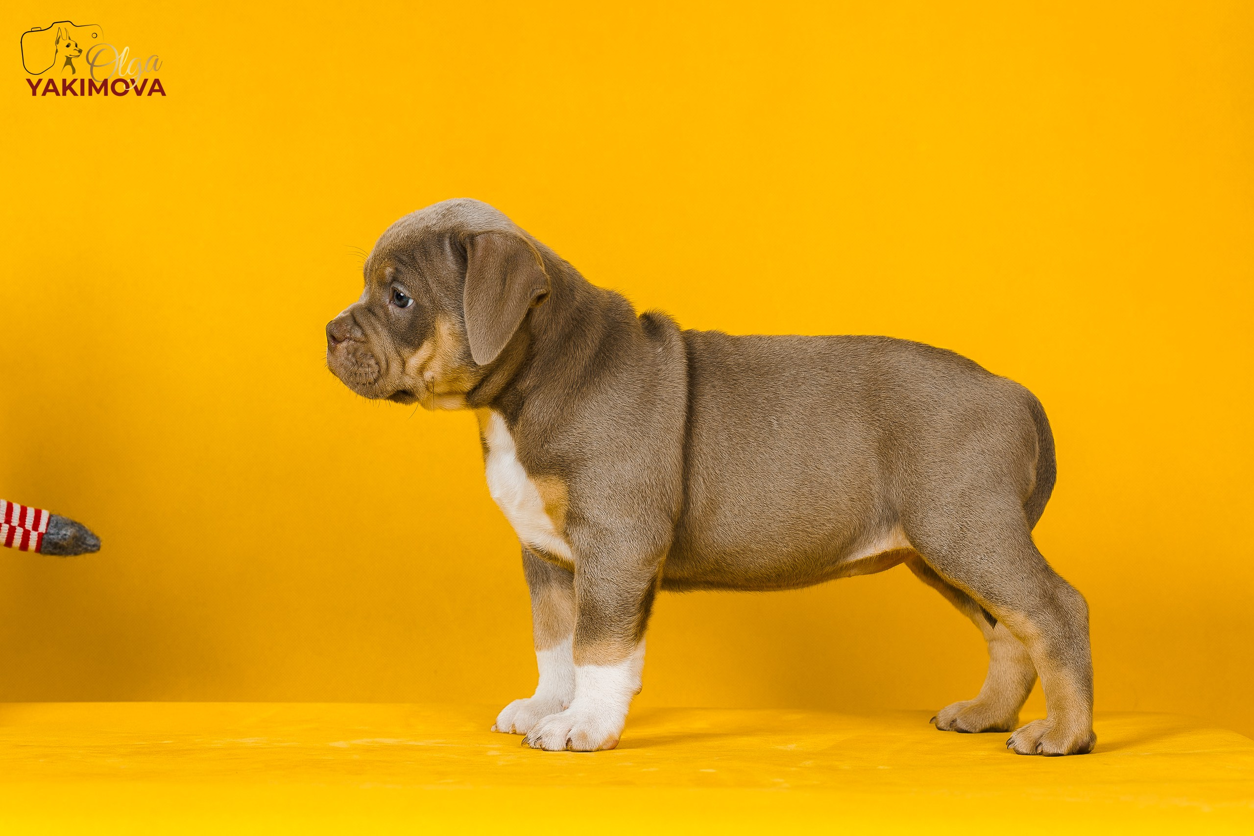 Щенки. Фотограф