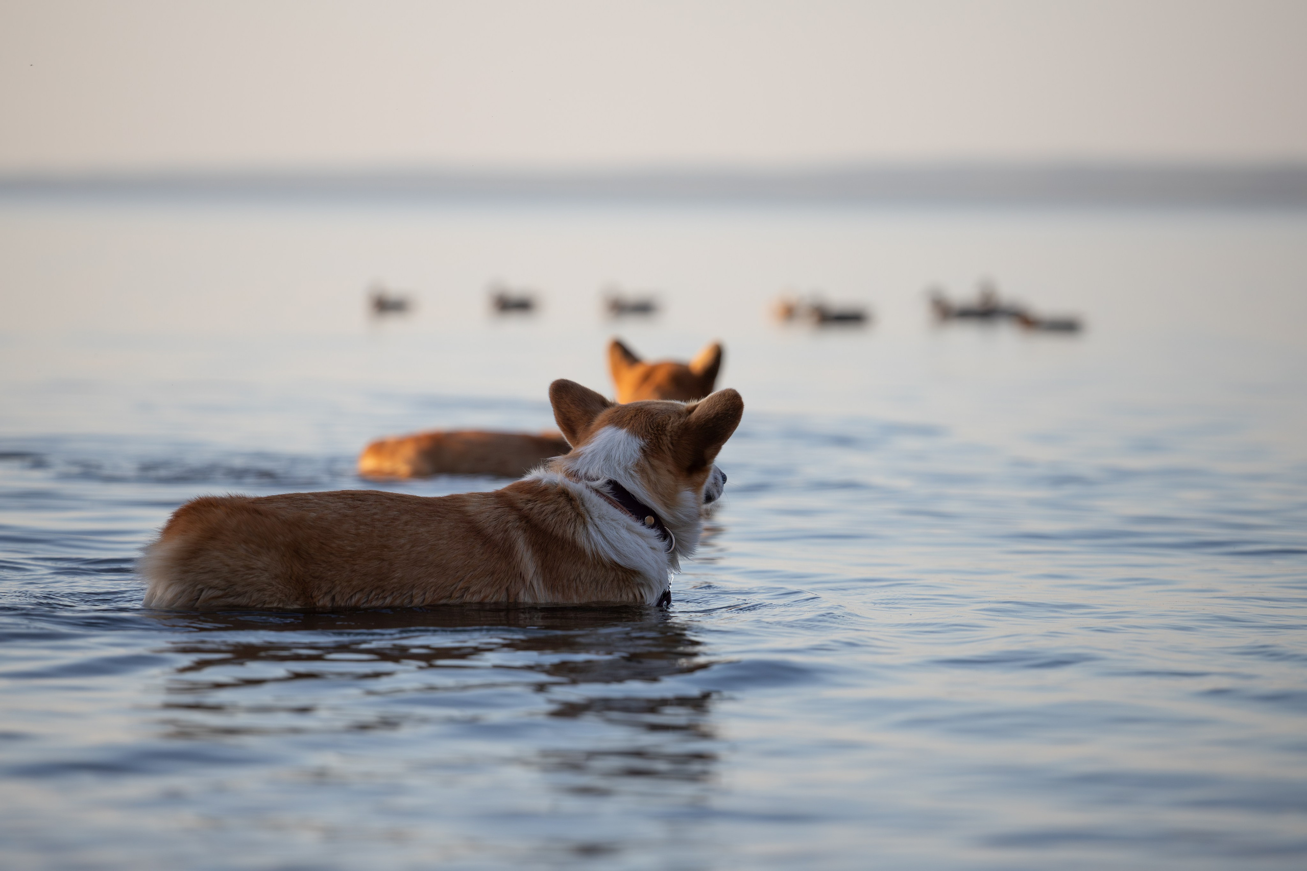 Фотосъёмка собак. Семейный и анималист фотограф в Переславле Анастасия Гусева