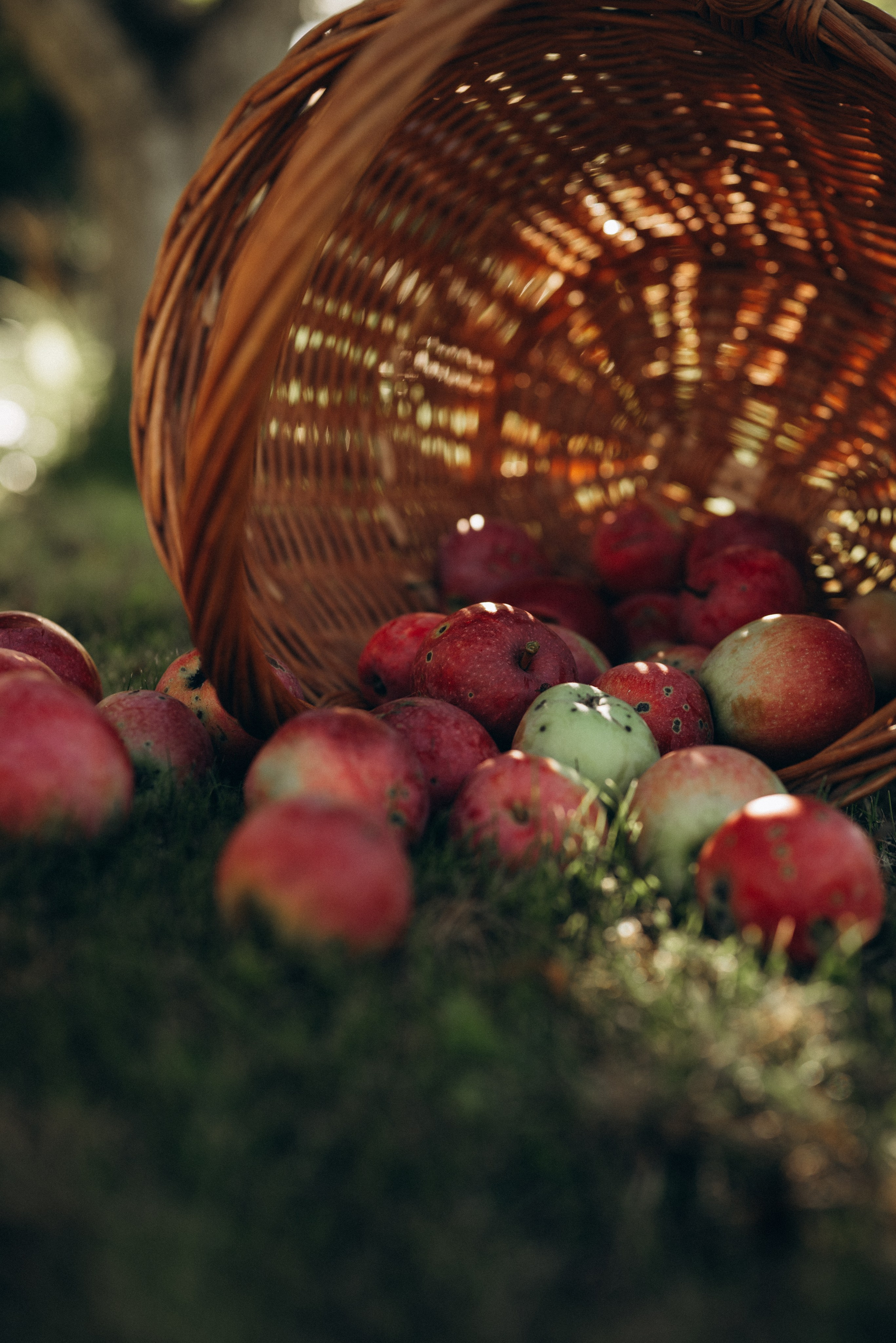 Маленький садовник. Семейный фотограф в Москве Дарья Пузикова