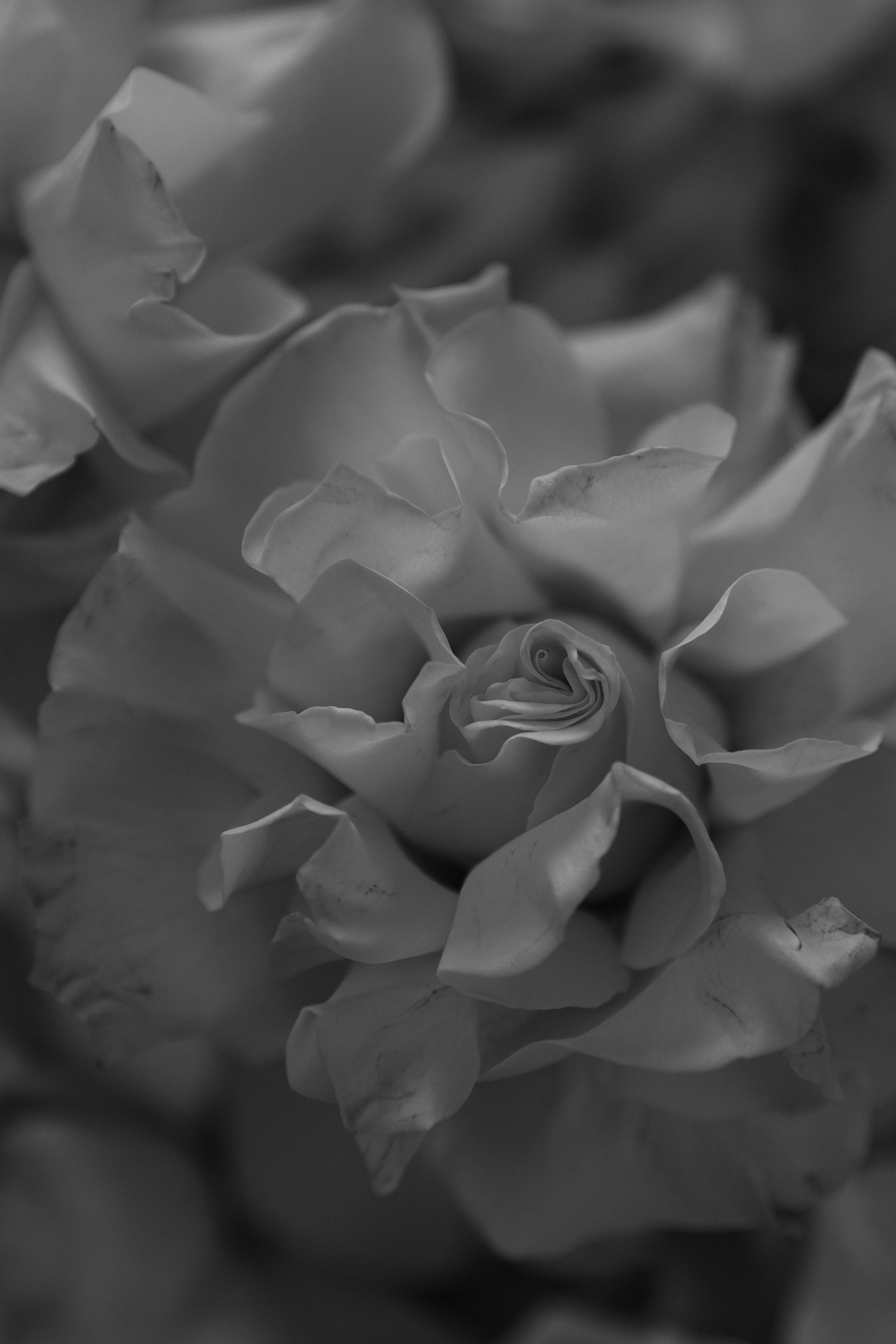 WEDDING D&E. Свадебный фотограф Краснодар Юлия Ткаченко