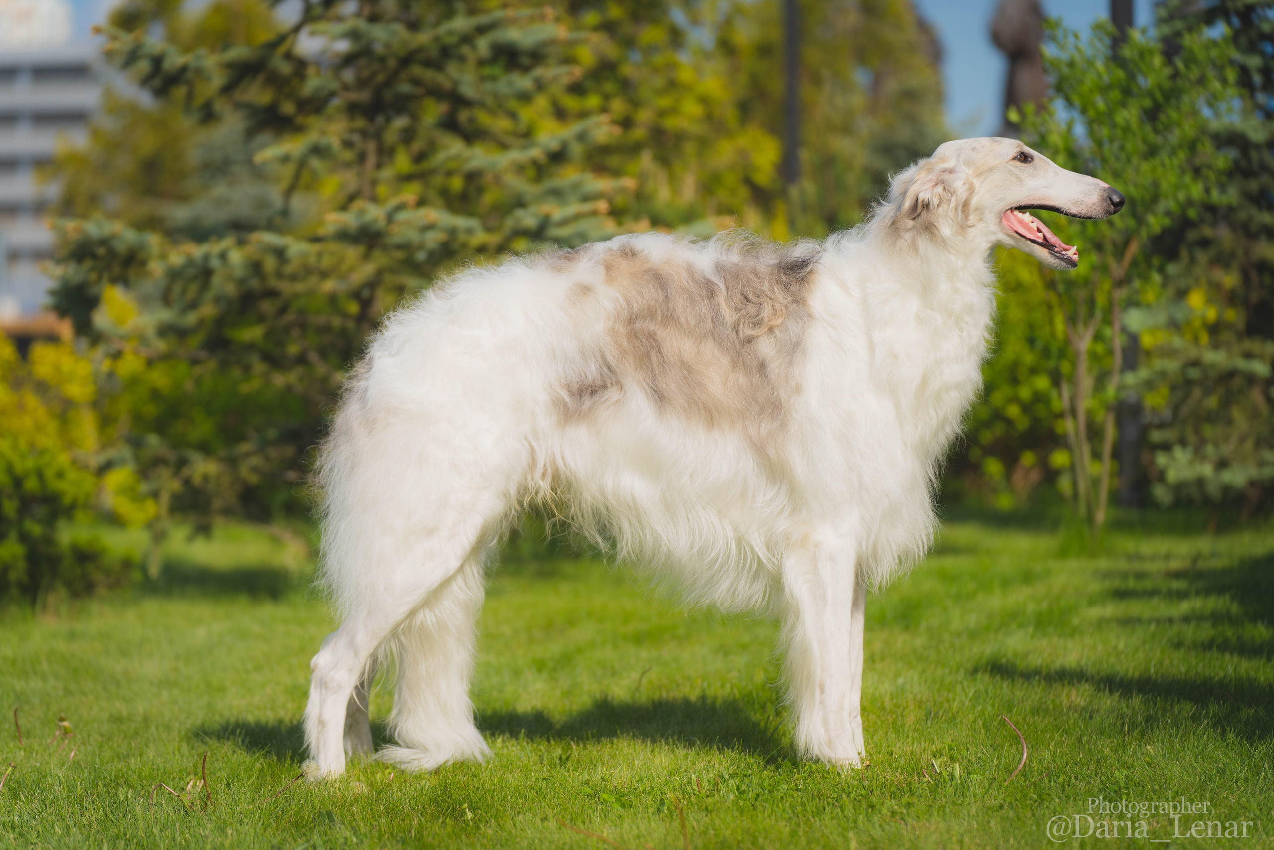 Выставки собак. Фотограф в Москве Ленарская Дарья